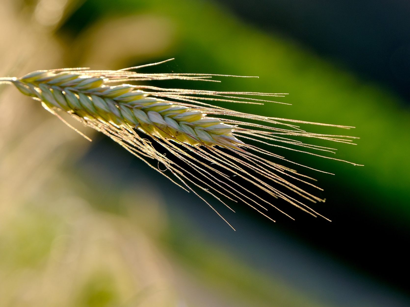 Der Bio-Markt Denns ruft "dennree Roggen" zurück.