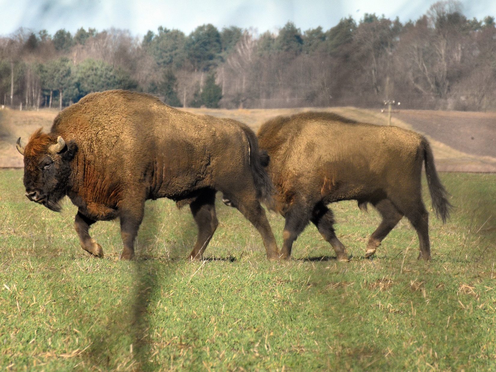 Laut einer Studie ist die Rückkehr von Wisent und Elch in Mitteleuropa und auch nach Österreich nicht ohne Chancen.