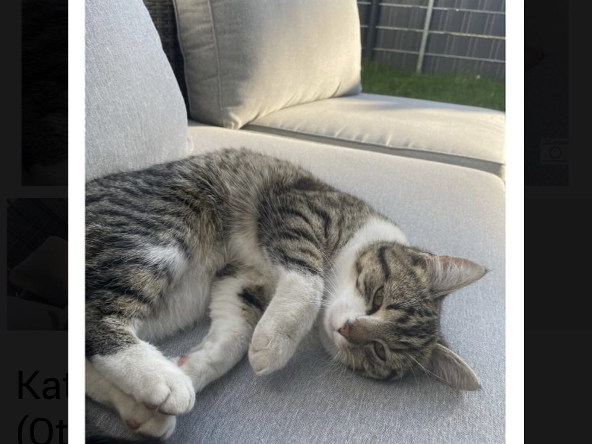 Katze vermisst