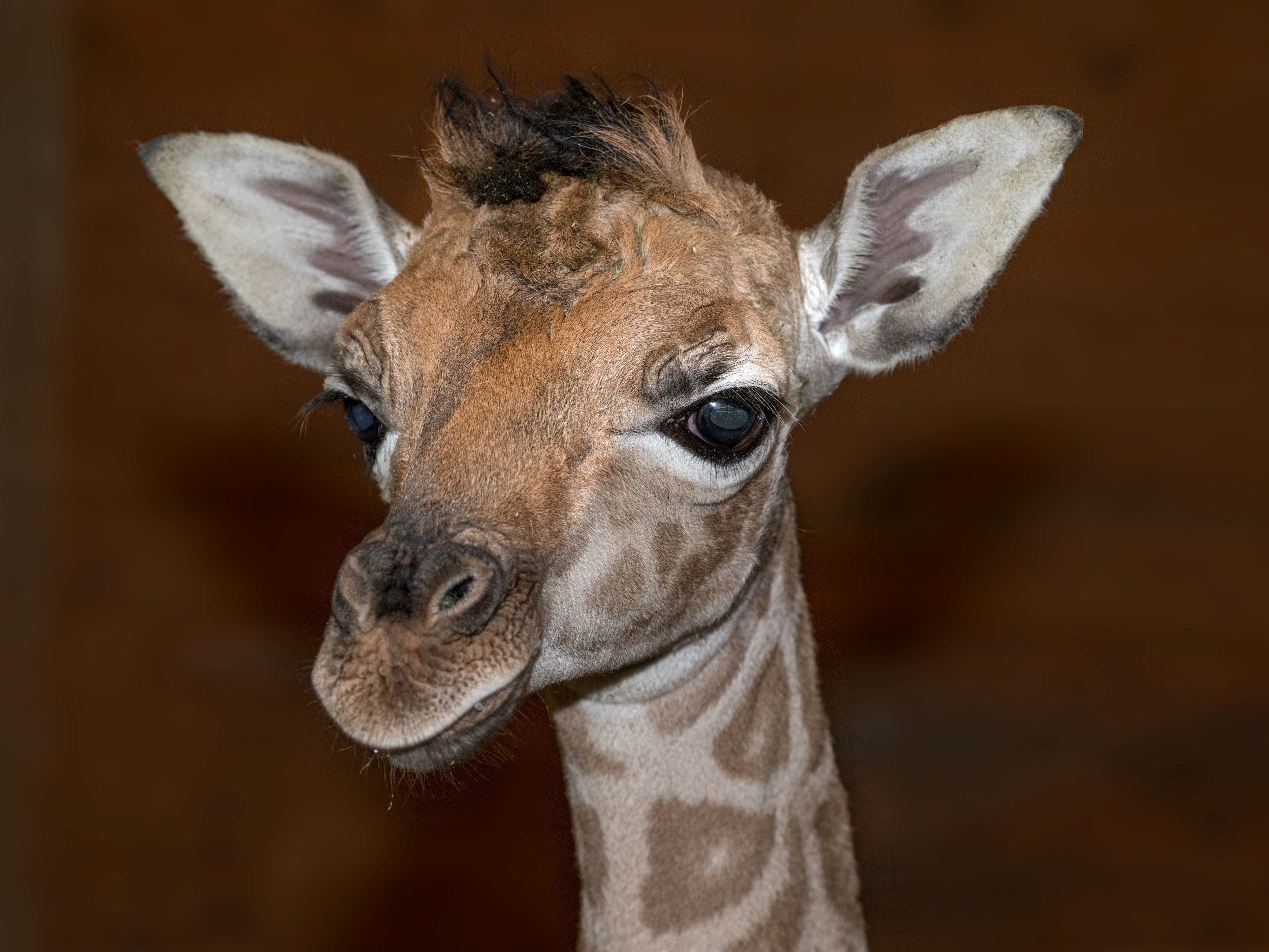 Zoo Schmiding in Oberösterreich: Giraffennachwuchs.