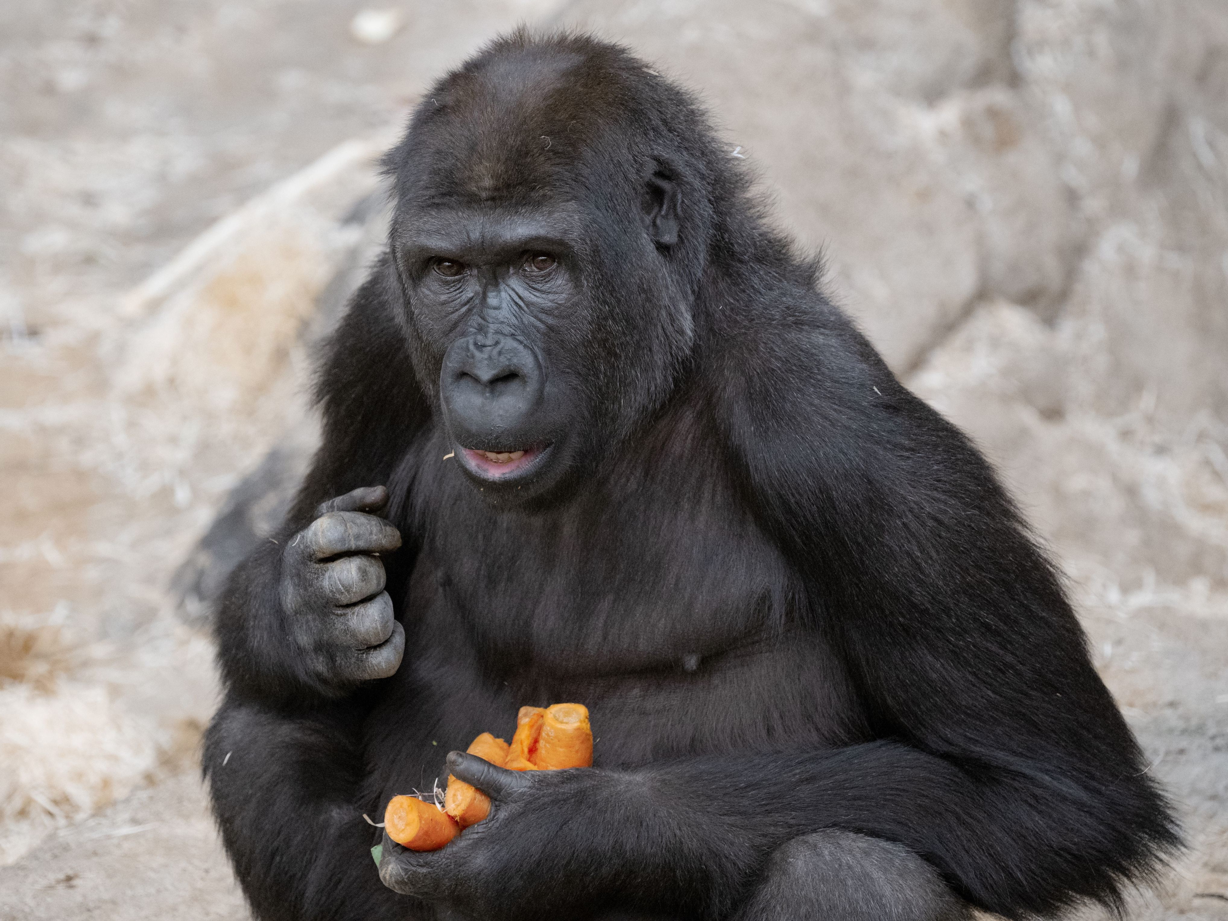 Gorilladame Gaika wurde am Mittwoch neun Jahre alt. Sie feierte im Zoo Schmiding in Oberösterreich ihren Geburtstag. Gorilladame Gaika wurde am Mittwoch neun Jahre alt. Sie feierte im Zoo Schmiding in Oberösterreich ihren Geburtstag.