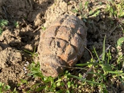 Die Handgranate stammt aus dem Zweiten Weltkrieg.