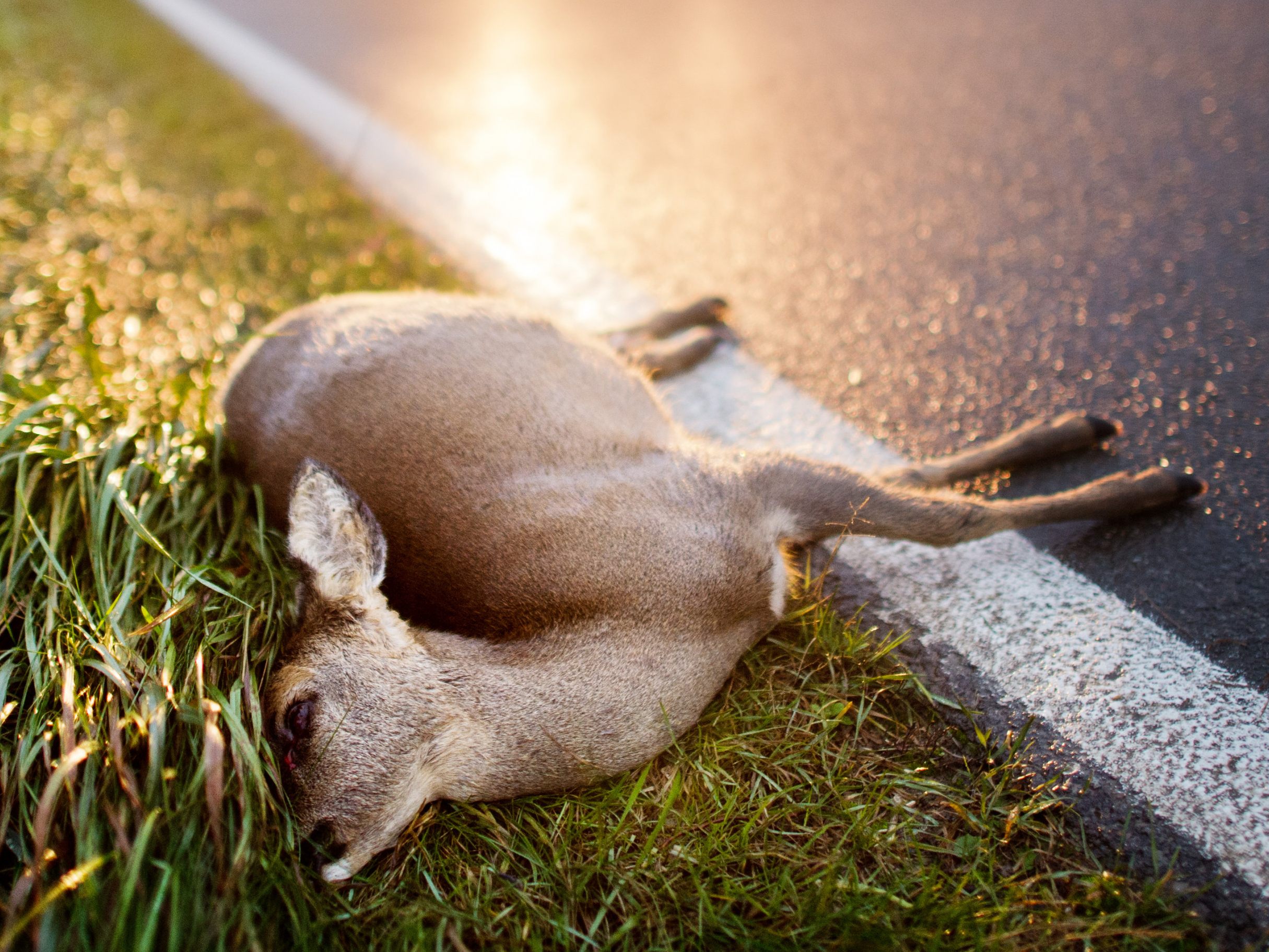 Im Mittelburgenland wurden sechs Kadaver von Wildtieren im Straßengraben entdeckt. Im Mittelburgenland wurden sechs Kadaver von Wildtieren im Straßengraben entdeckt.