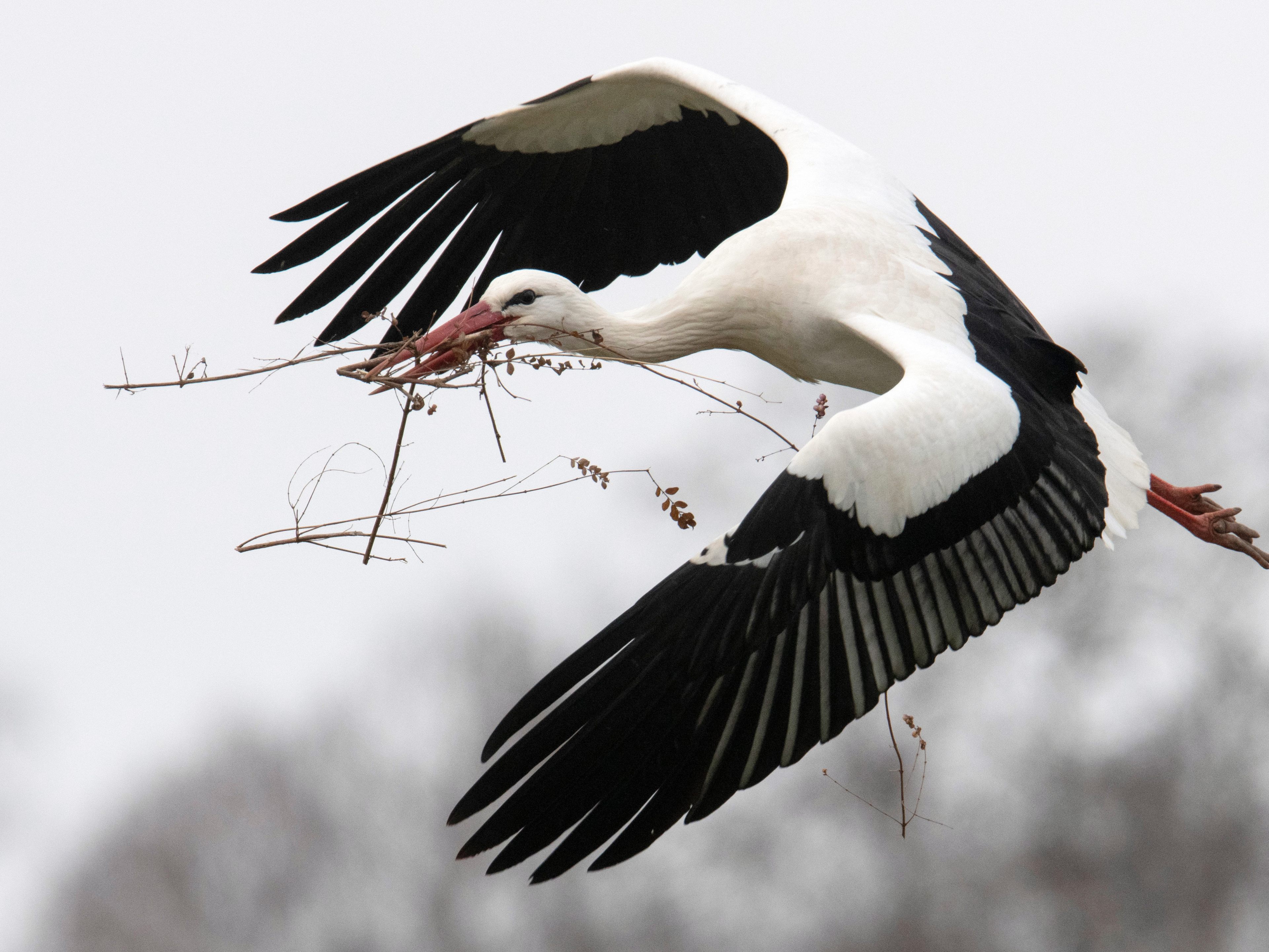 Niederösterreich: Weißstorch in Marchauen gesichtet. Niederösterreich: Weißstorch in Marchauen gesichtet.