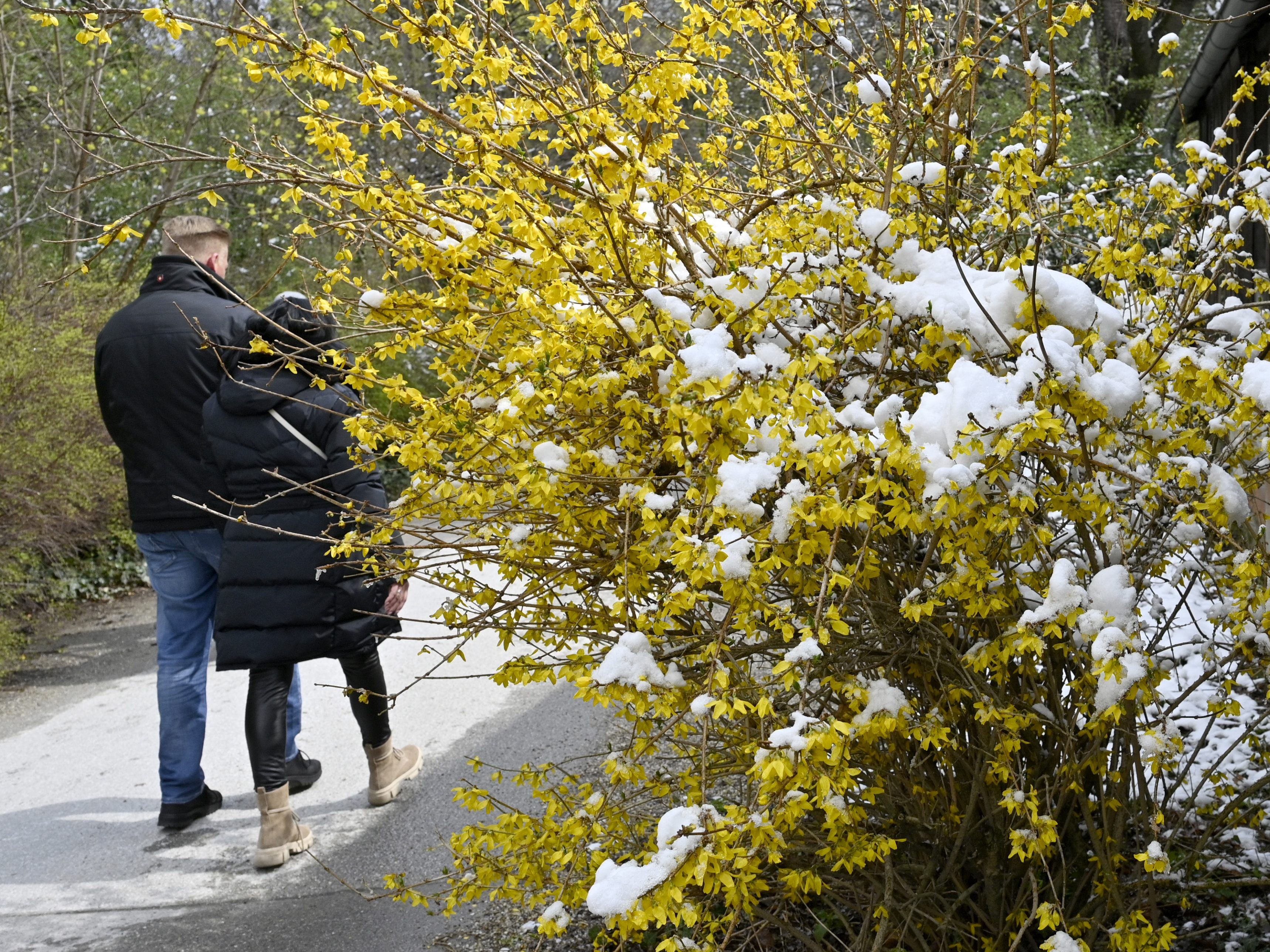 Das Winter-Wetter feiert ab Freitag in Österreich ein Comeback.