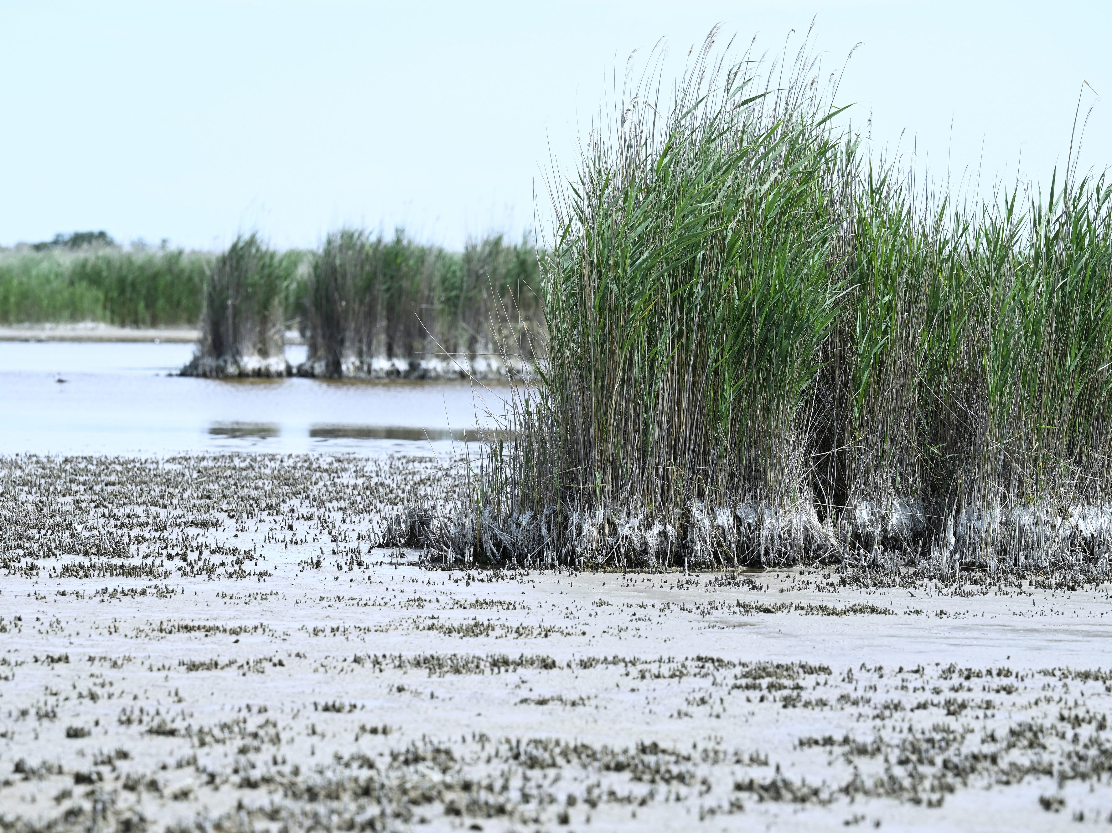 Beim Wasserstand des Neusiedler Sees ist weiter keine Entspannung in Sicht.