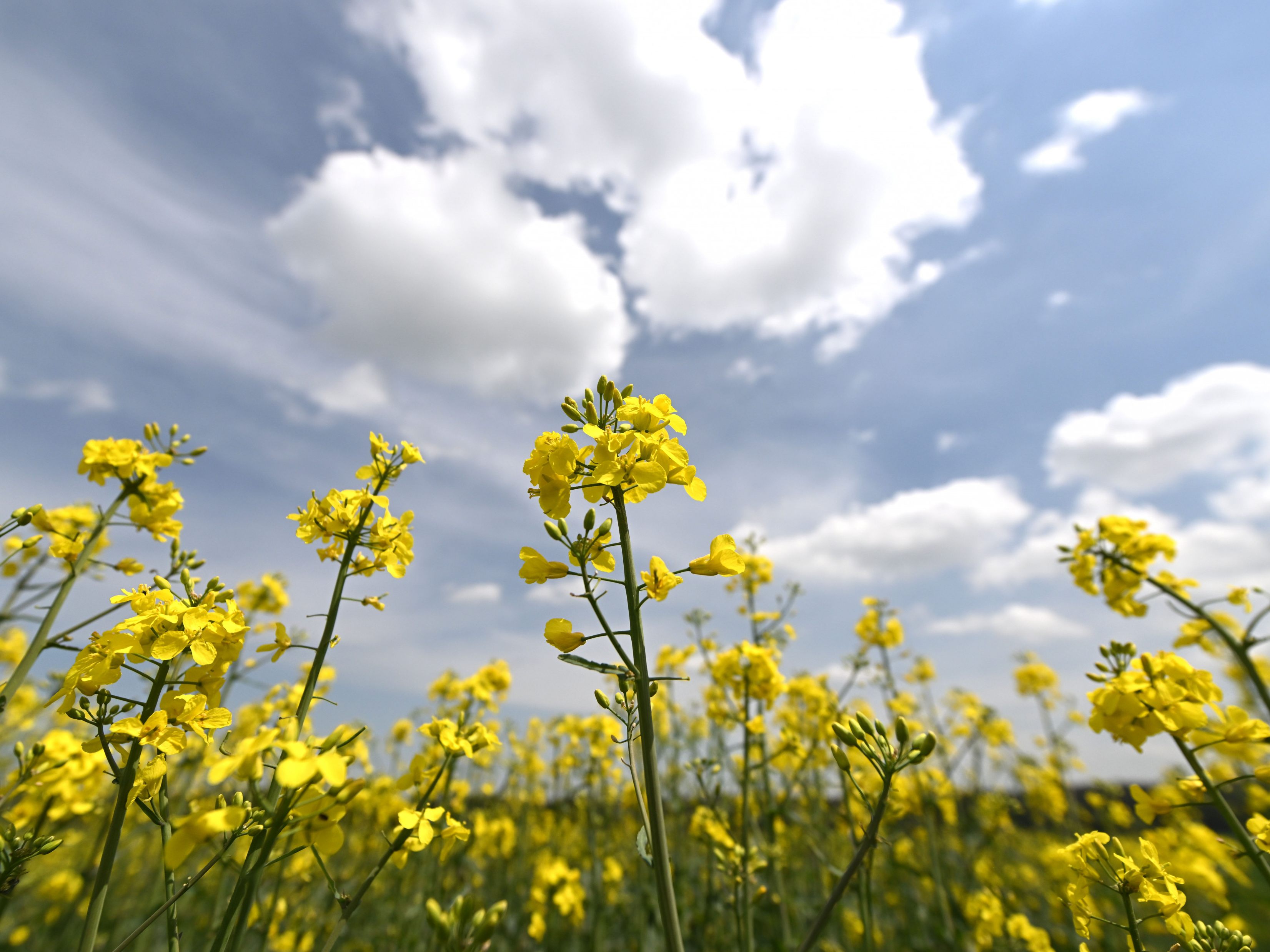 Der März war laut Geosphere Austria ungewöhnlich warm und trocken.