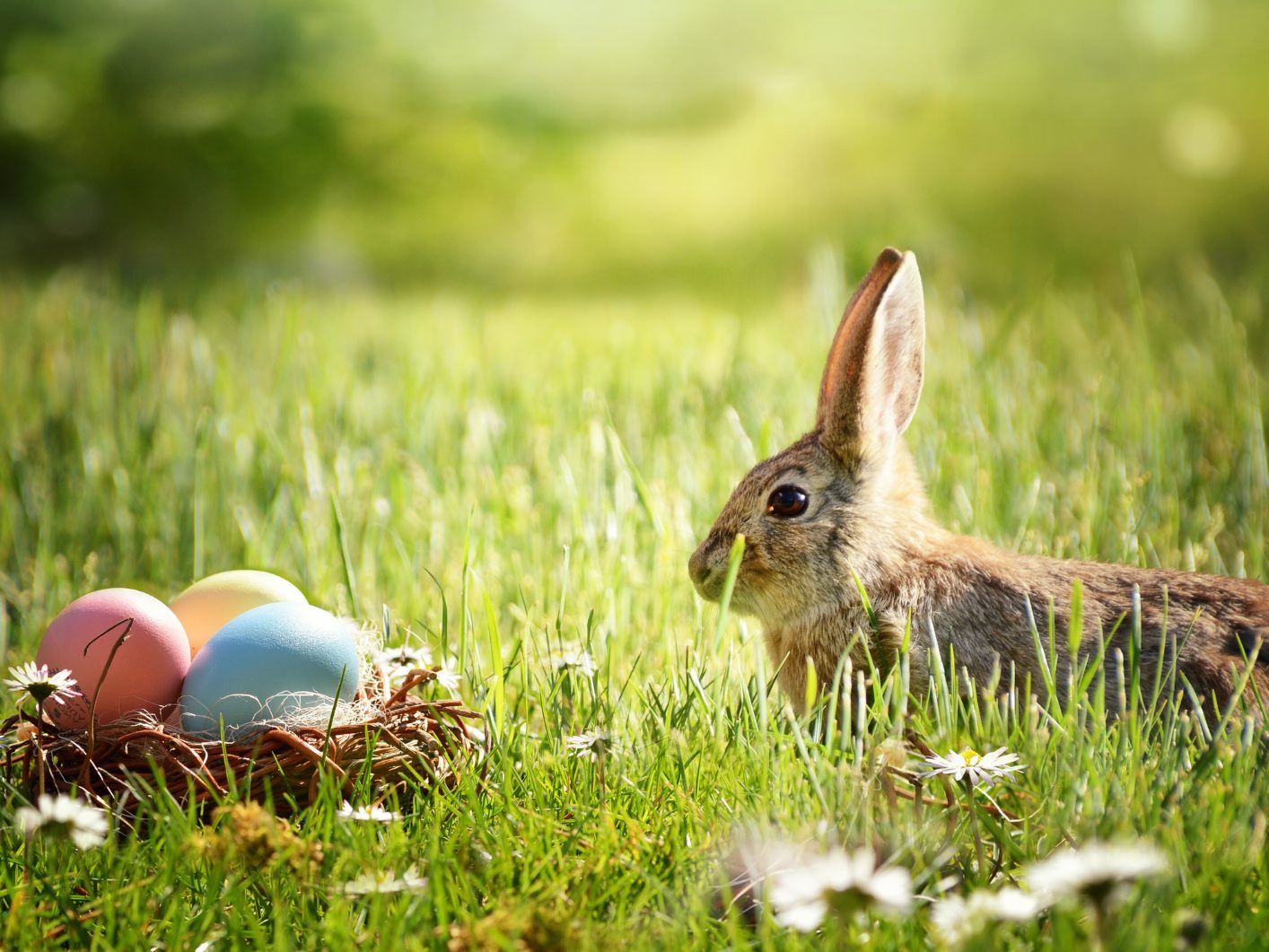 Österreicher geben im Schnitt 50 Euro für Ostergeschenke aus.