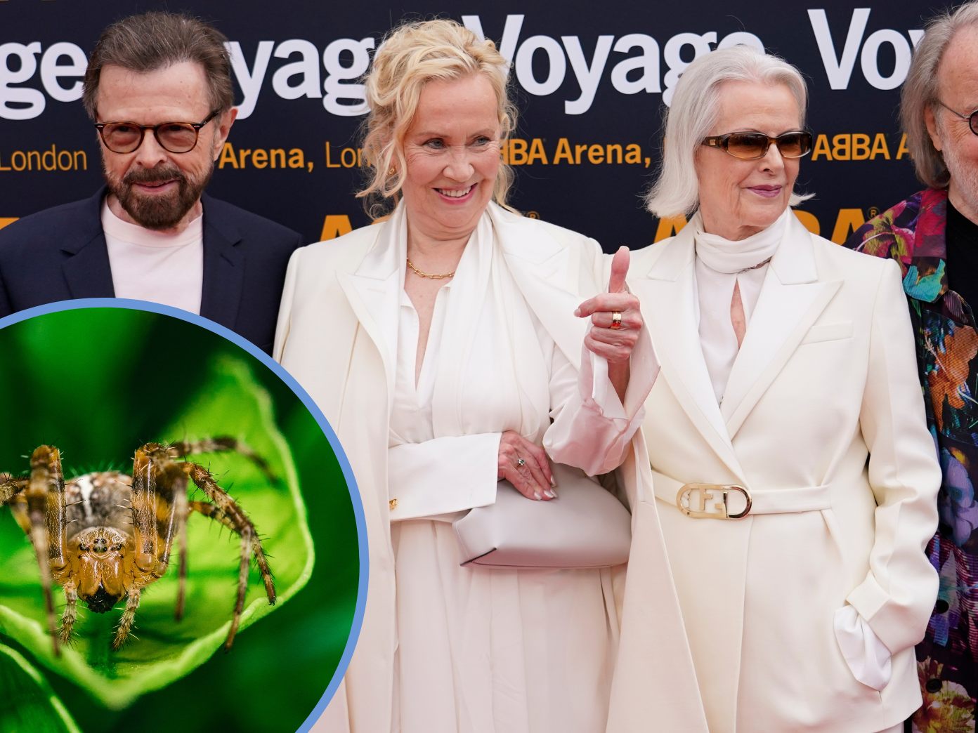Eine australische Webspinne wurde nach der Kultband Abba benannt.