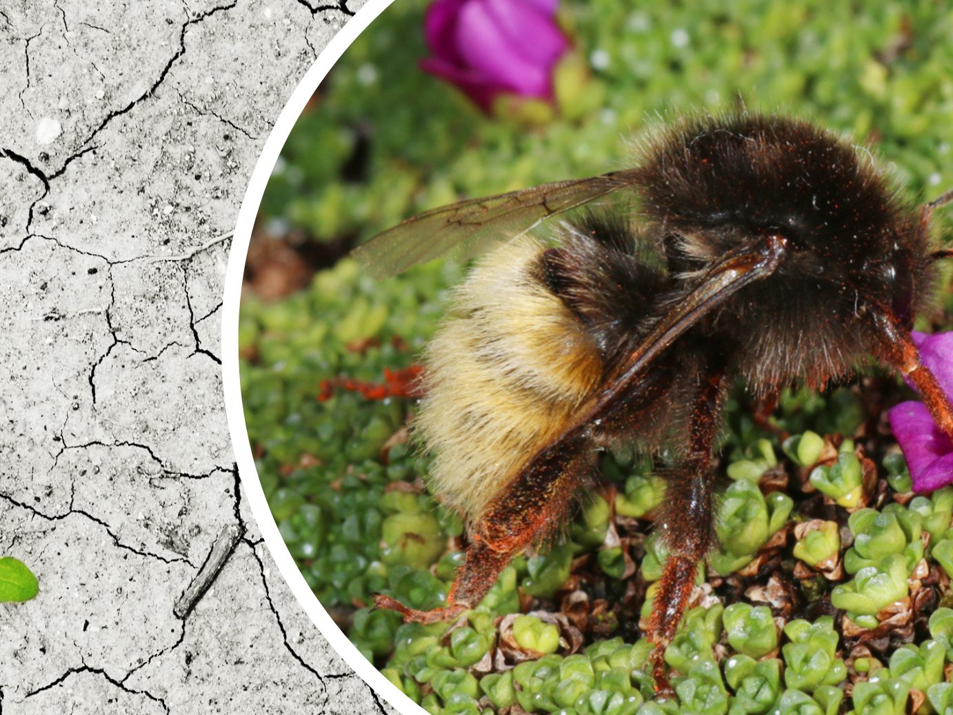 Wildbienen sind durch den Klimawandel massiv bedroht.