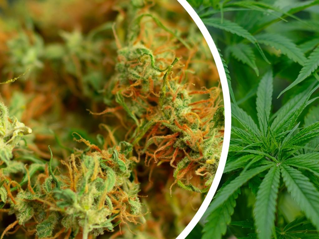 HHC wurde als psychoaktive Substanz eingestuft Vienna Online VIENNA.AT