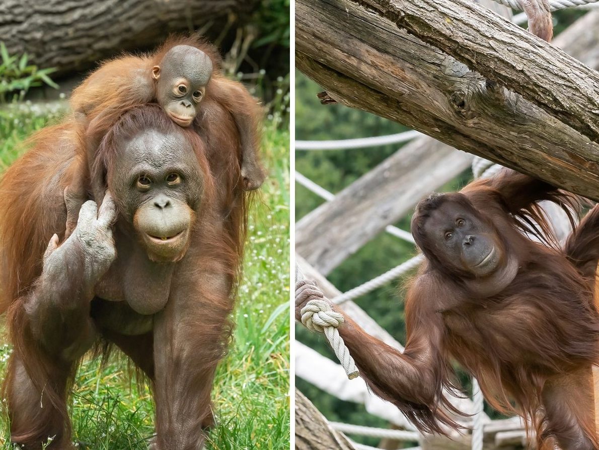 Die Orang-Utans im Wiener Tiergarten Schönbrunn genießen den Frühling und das milde Wetter.