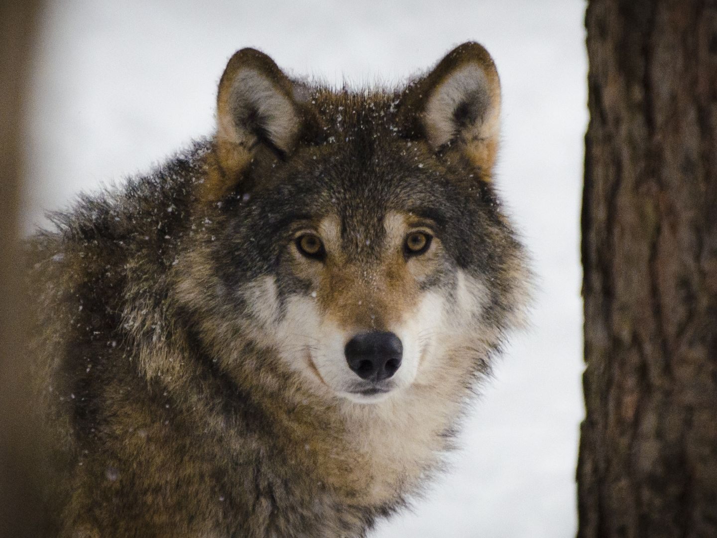 Ein weiterer Wolfsriss im Waldviertel wurde nun durch DNA-Analysen bestätigt. Ein weiterer Wolfsriss im Waldviertel wurde nun durch DNA-Analysen bestätigt.