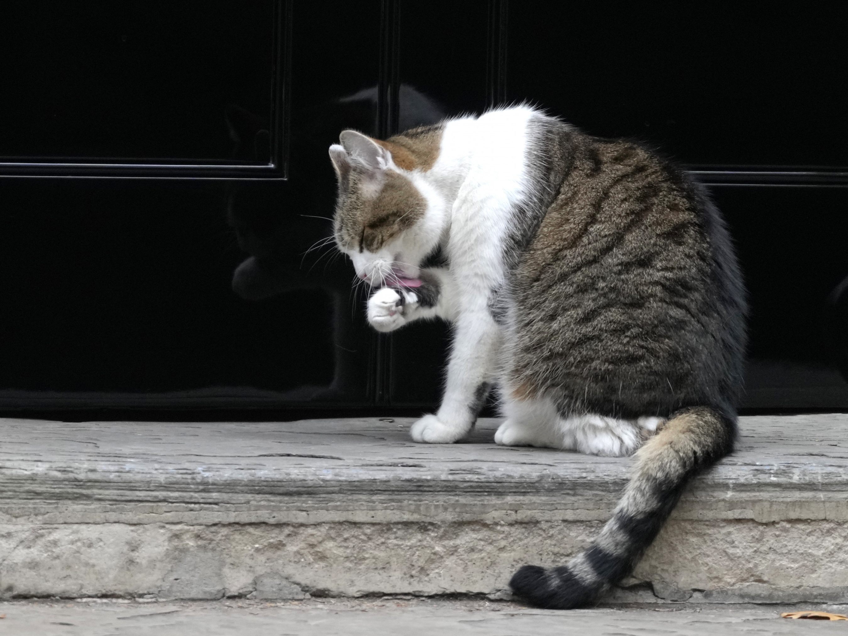 Die britische Regierung erwog in der Corona-Pandemie offenbar die Tötung von Hauskatzen.