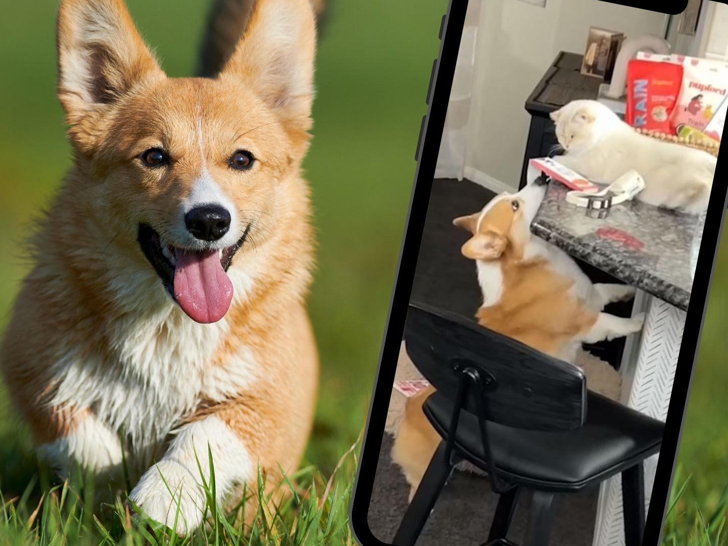 Corgi "Hammy" und Kater "Theodore" auf Beutezug. Corgi "Hammy" und Kater "Theodore" auf Beutezug.