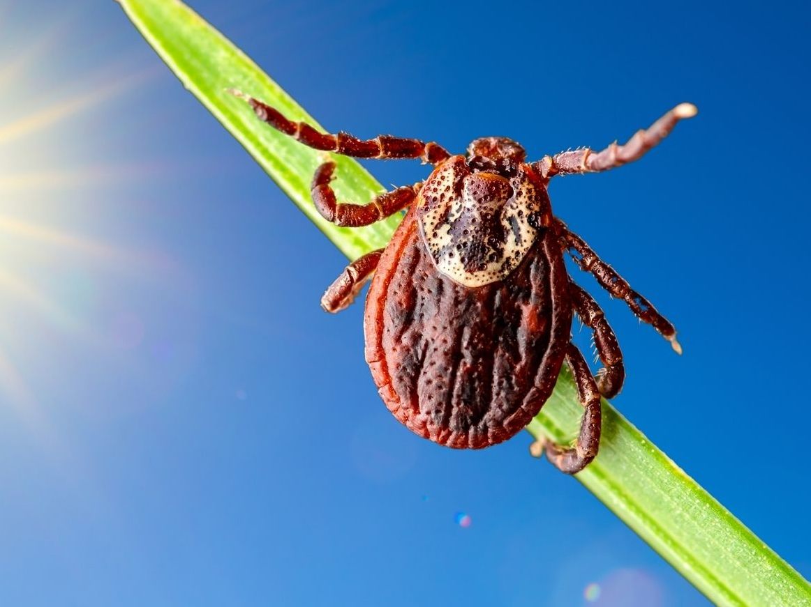Zecken könnten in Zukunft schon früher aktiv werden. Zecken könnten in Zukunft schon früher aktiv werden.