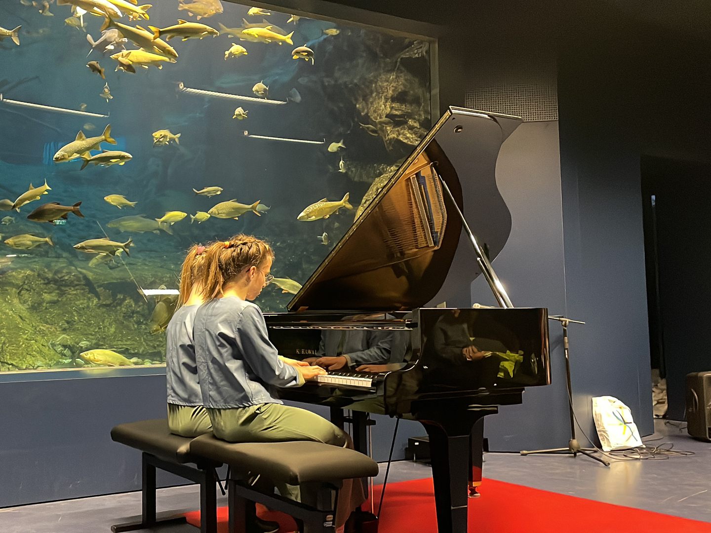 Am Samstag gaben die Klavierschüler der Rheintalischen Musikschüler und jene aus der Musikschule Innsbruck ein Gemeinschaftskonzert im Alpenzoo Innsbruck. Am Samstag gaben die Klavierschüler der Rheintalischen Musikschüler und jene aus der Musikschule Innsbruck ein Gemeinschaftskonzert im Alpenzoo Innsbruck.