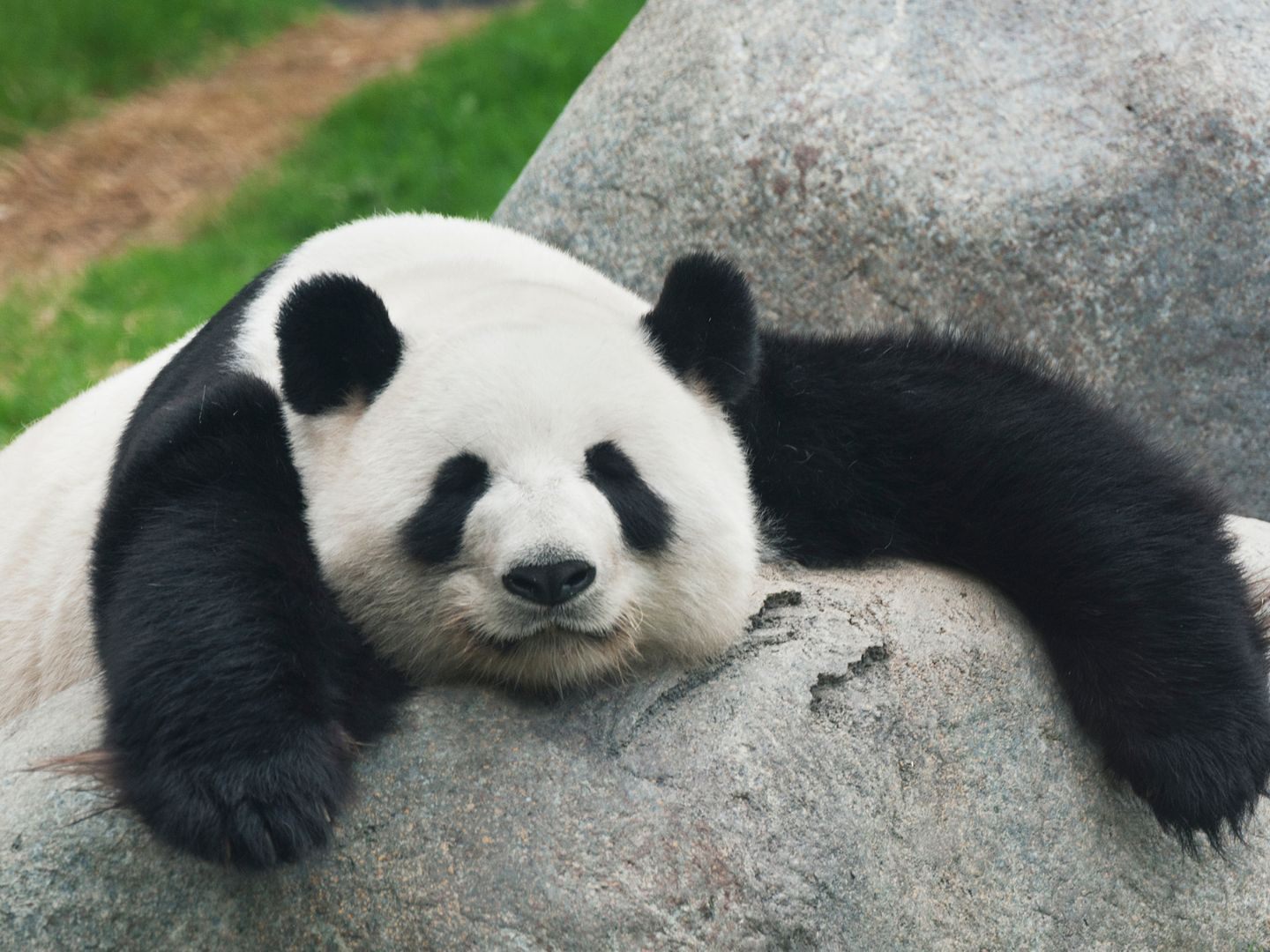 Panda steckt fest.