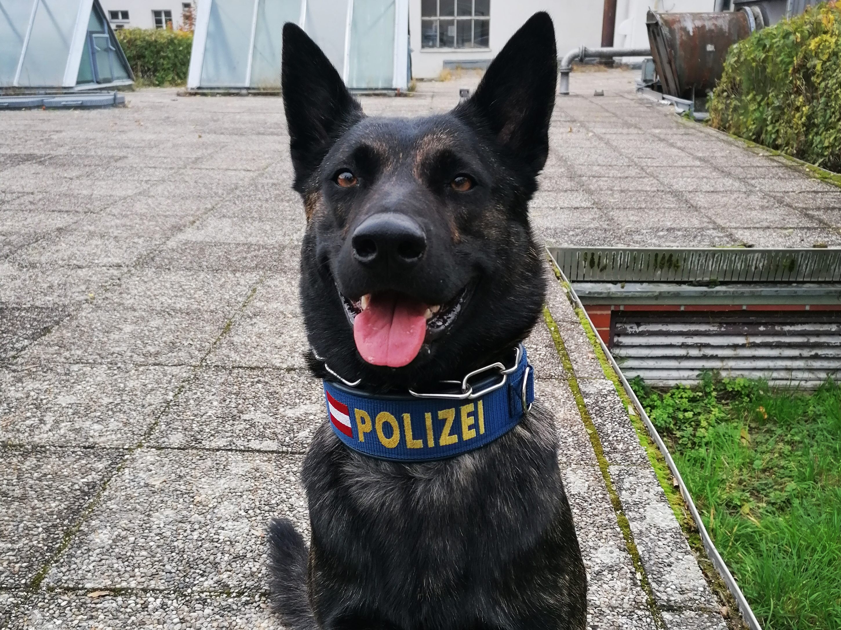 Dank Polizeihund "Major Lex" wurden zwei mutmaßiche Einbrecher geschnappt.