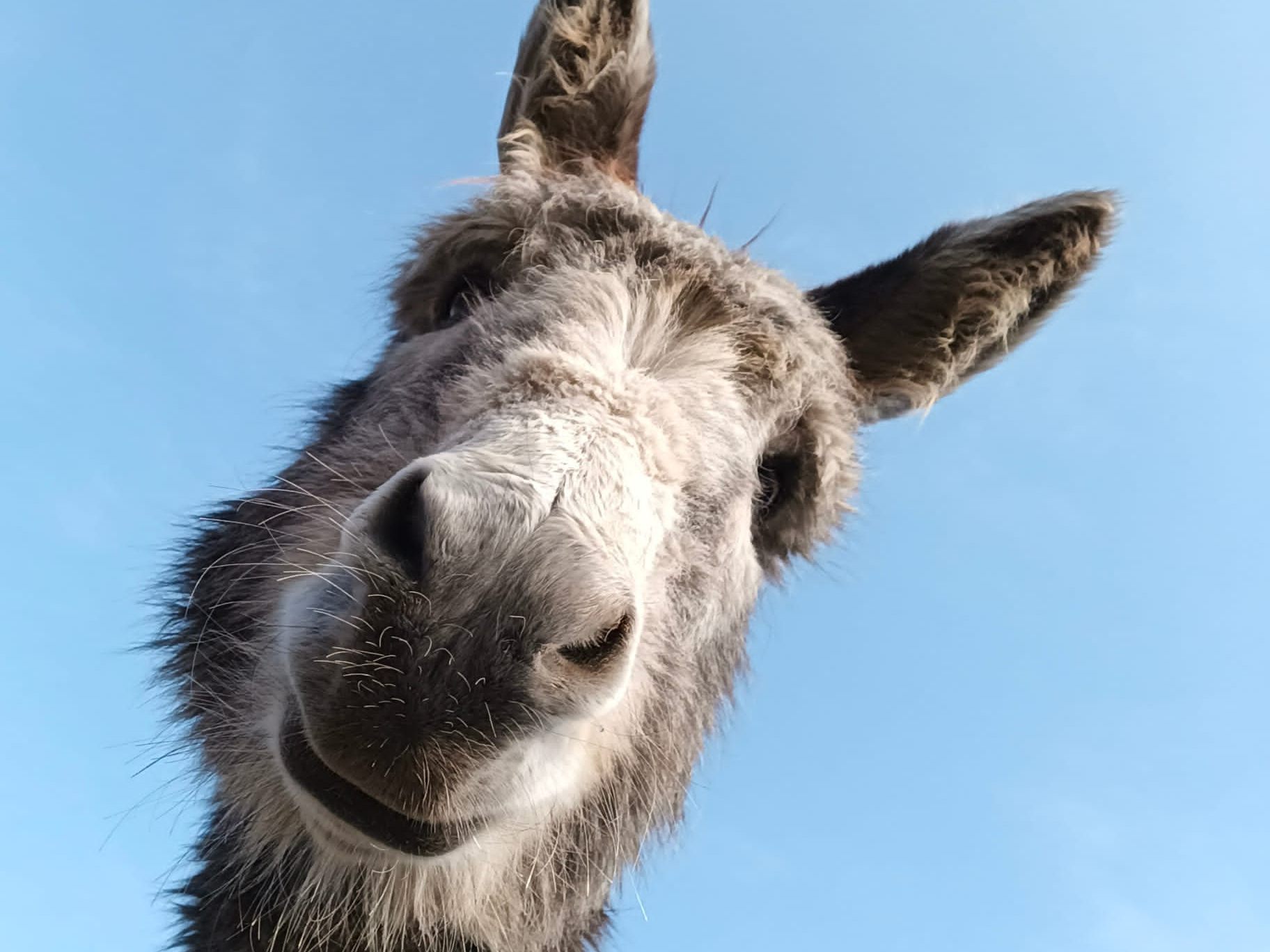 Eine tierische Osterzeit