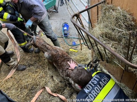 Kalb konnte unverletzt geborgen werden