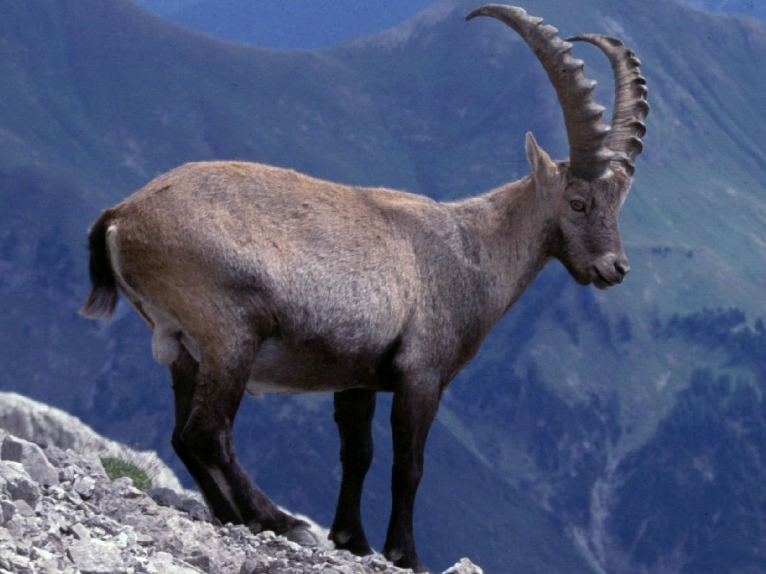 Der "König der Alpen", der Steinbock, könnte schon bald aus Österreichs Gebirgen verschwunden sein. Der "König der Alpen", der Steinbock, könnte schon bald aus Österreichs Gebirgen verschwunden sein.