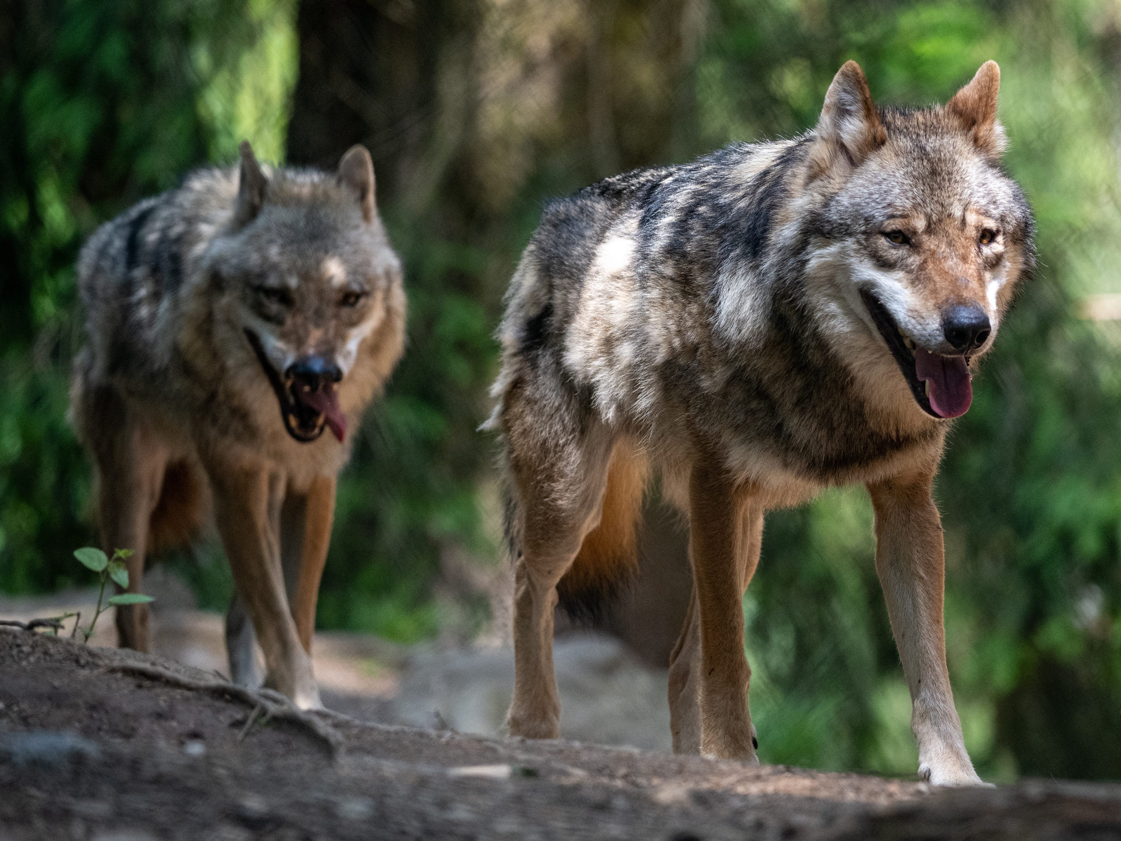 Kritik kommt an der neuen Verordnung zu Wolfsabschüssen in Niederösterreich.