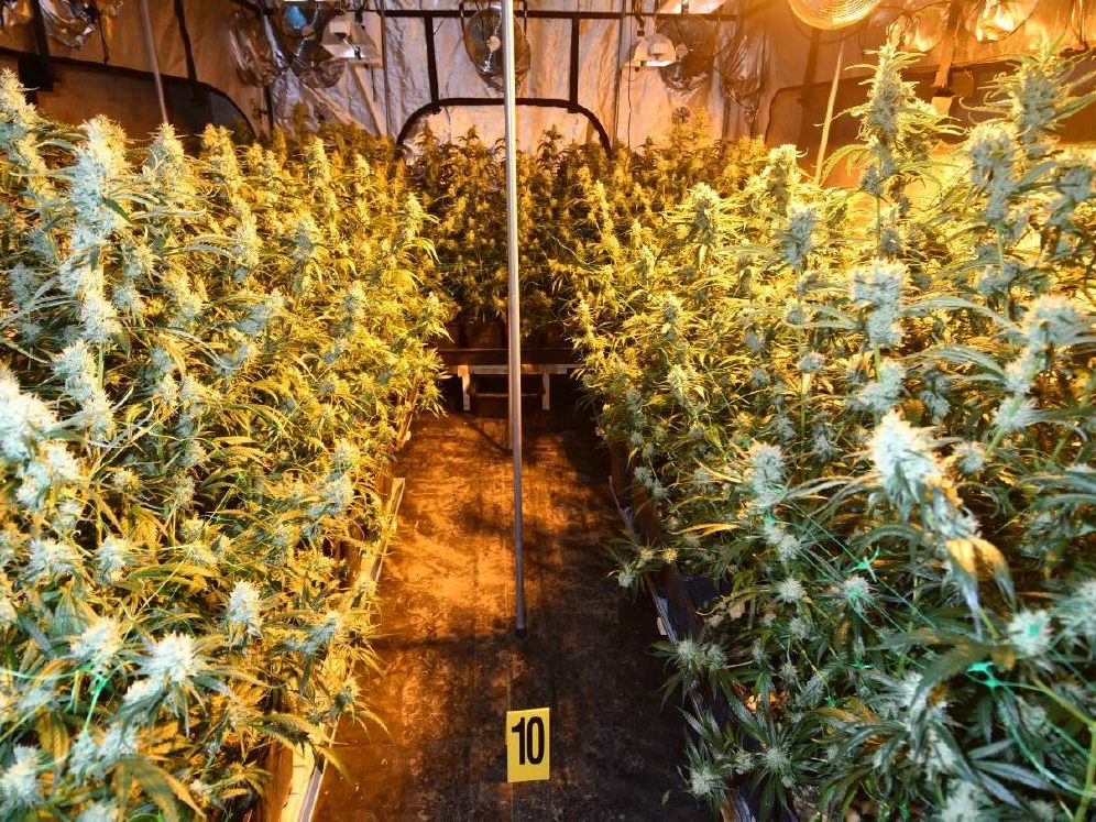 Cannabispflanzen auf einem undatierten Polizeibild.