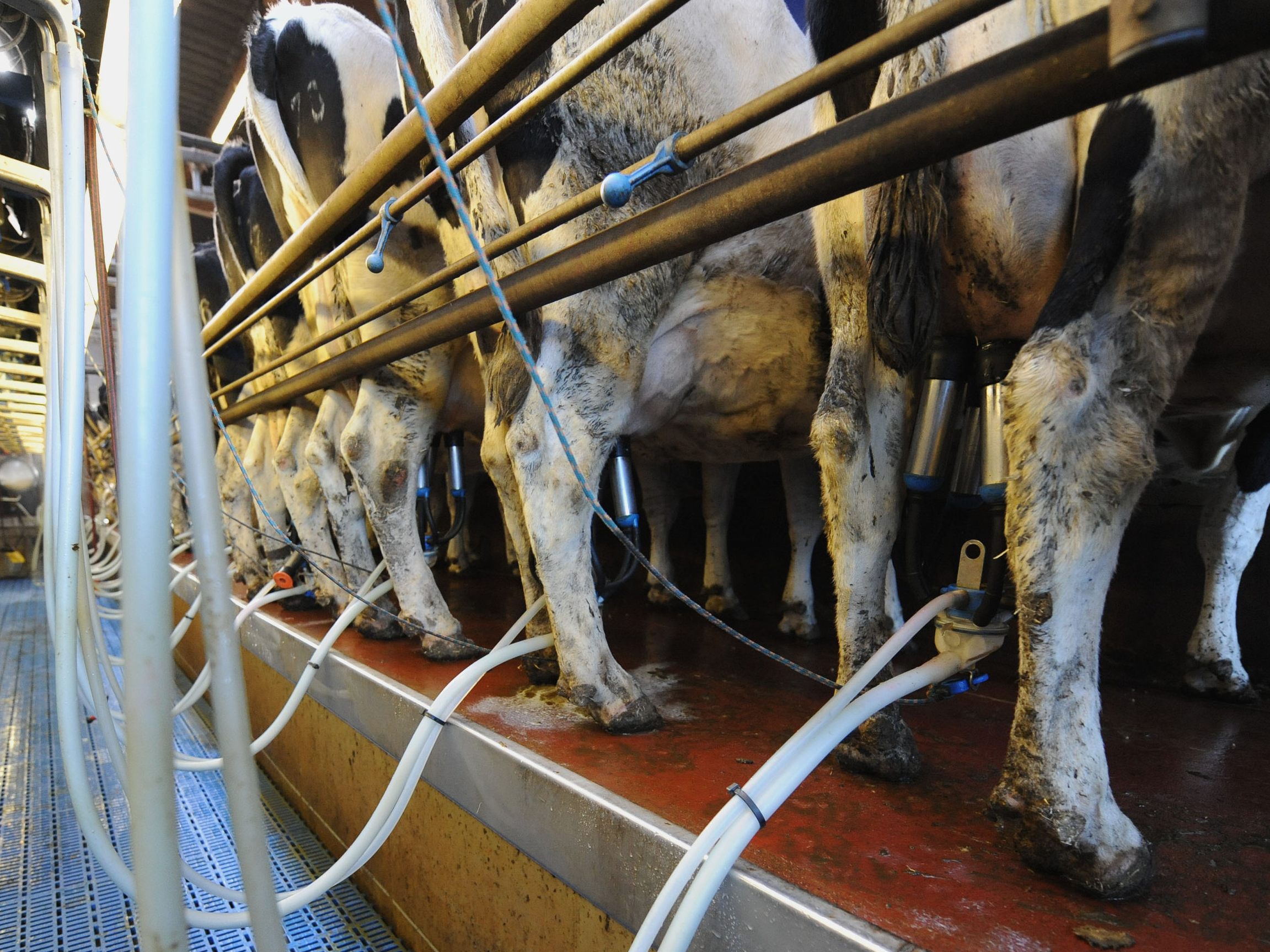 Über die Zukunft der Tierhaltung gibt es einen Streit unter Milchbauern. Über die Zukunft der Tierhaltung gibt es einen Streit unter Milchbauern.