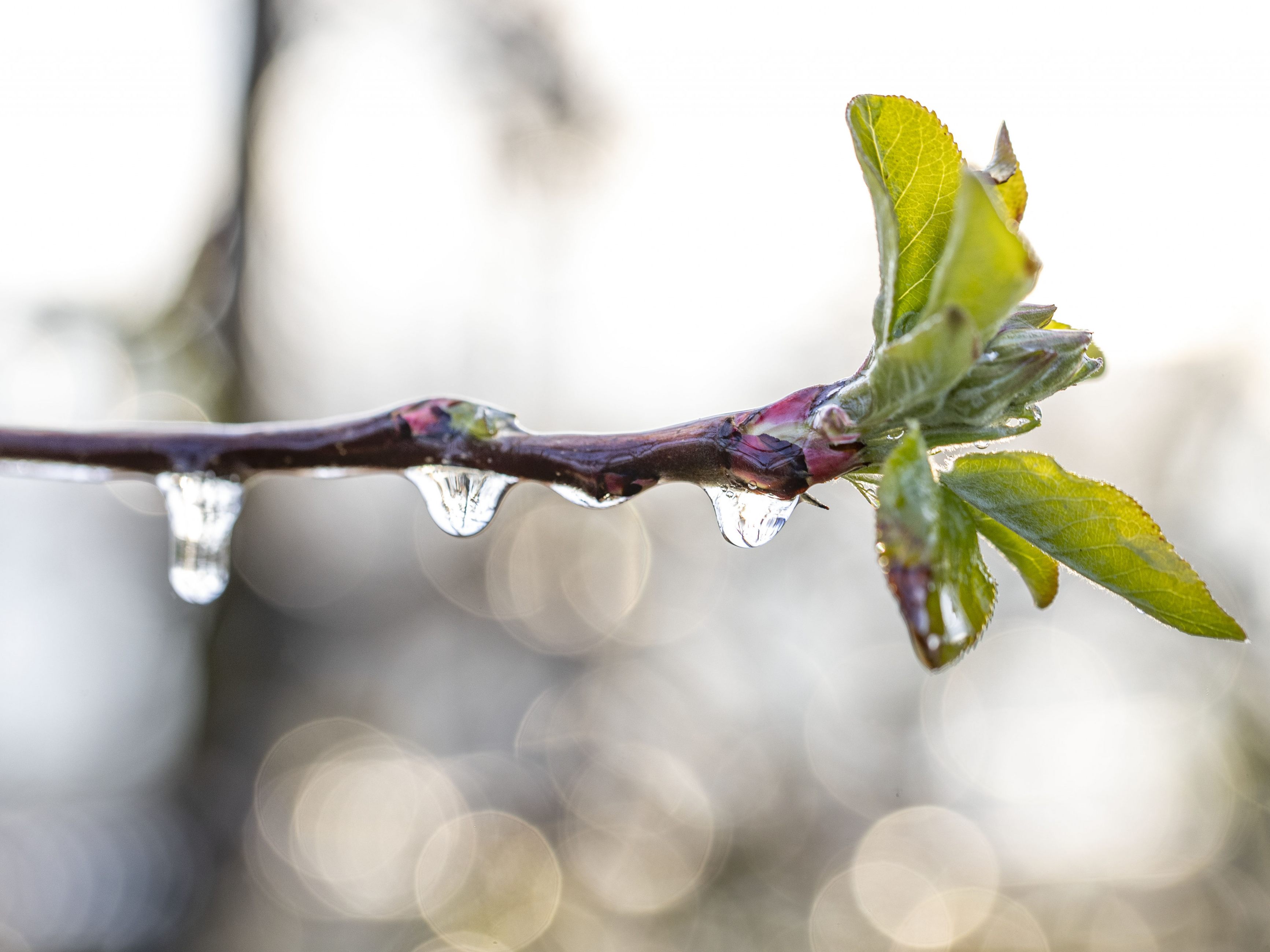 Der April geht auch wettermäßig weiter: Unbeständig und wechselhaft.