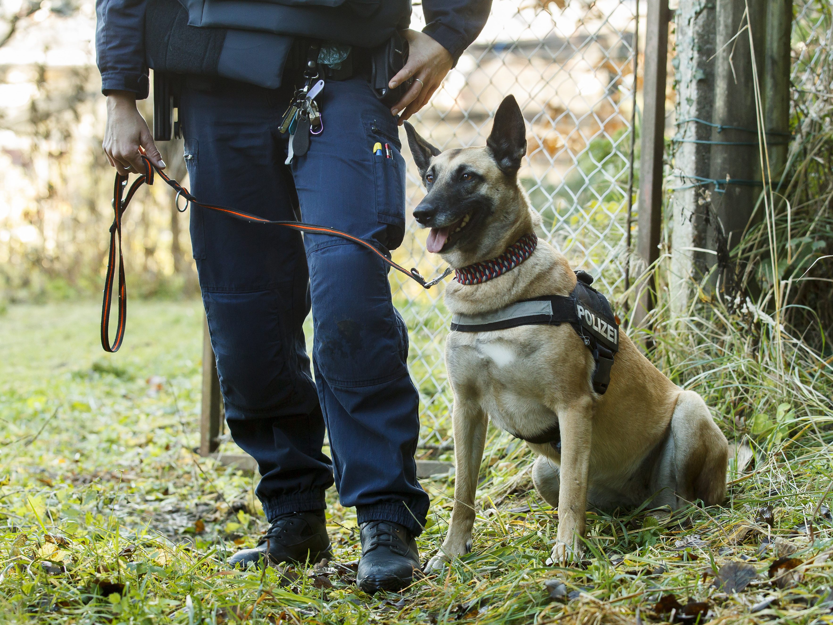 Die Wiener Polizei bildet neun Kadaverspürhunde aus. Die Wiener Polizei bildet neun Kadaverspürhunde aus.
