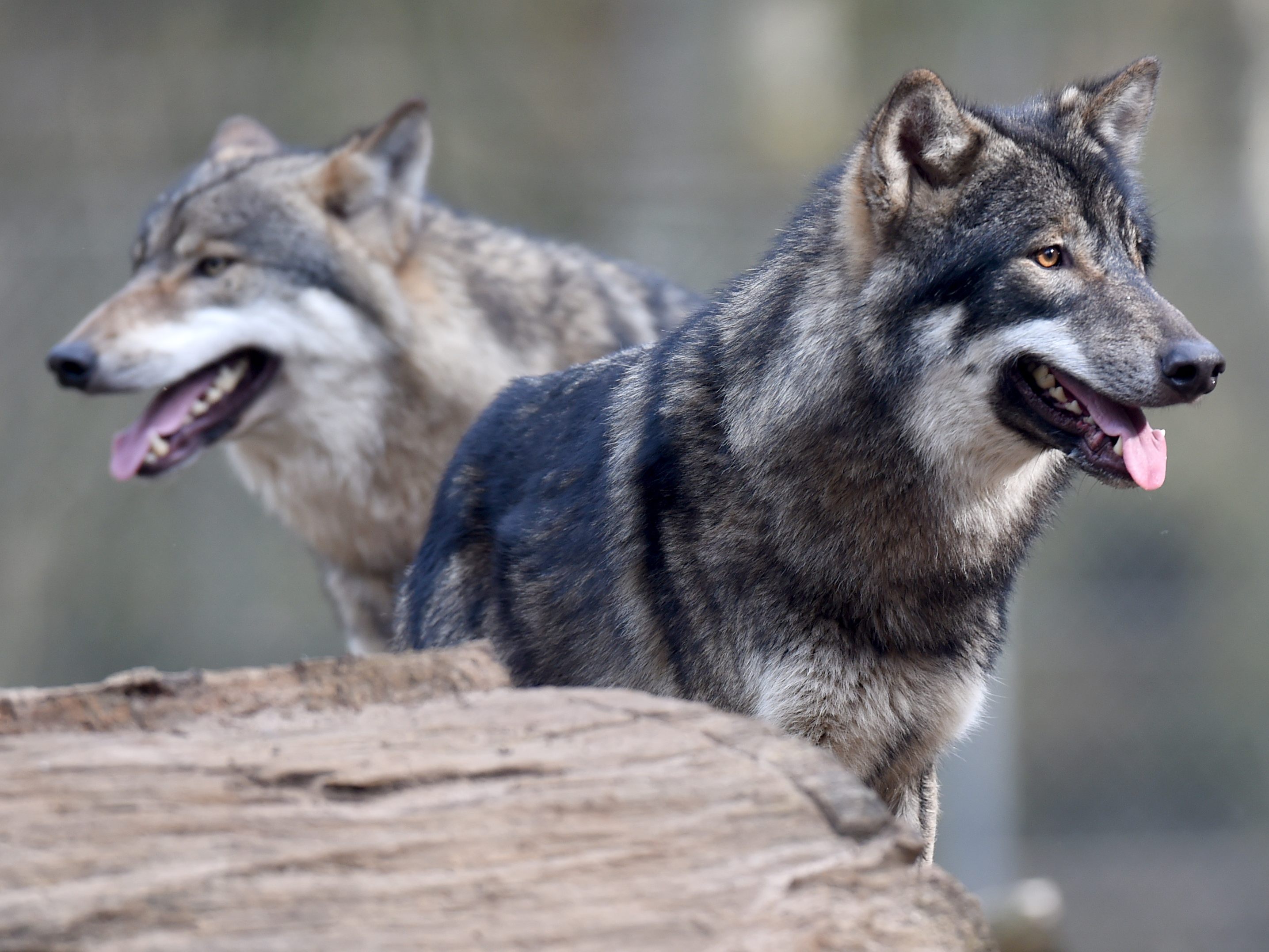 Auch Oberösterreich will seine Wolfsverordnung ändern.
