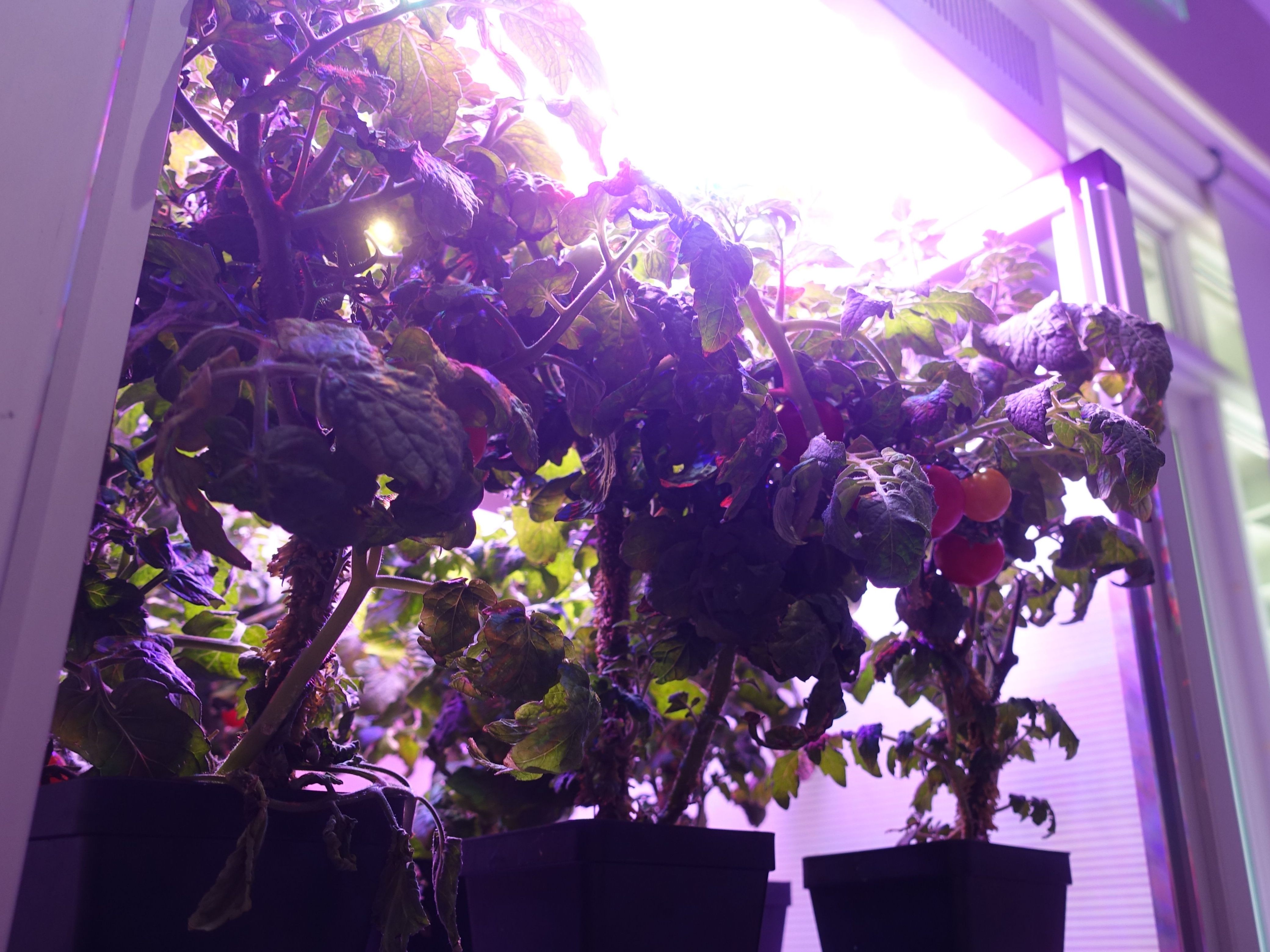 Auf der ISS sind Tomaten gewachsen.