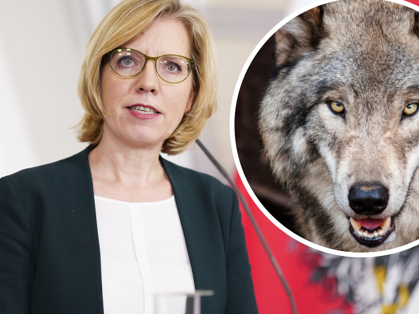 In der Causa Wölfe hagelt es erneut Kritik.