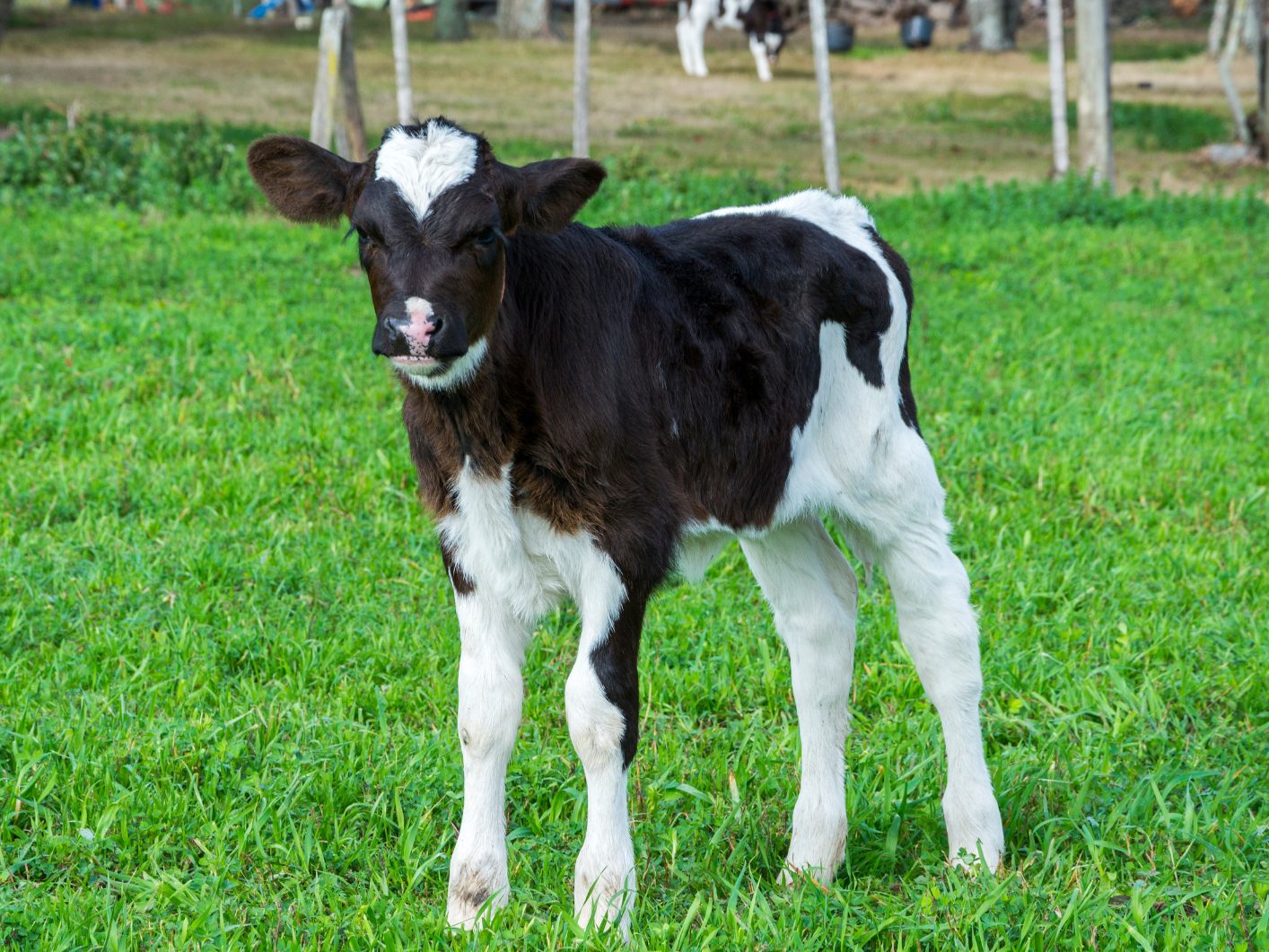 Im Mühlviertel ist ein Kalb ausgebüxt und nach NÖ geschwommen. Im Mühlviertel ist ein Kalb ausgebüxt und nach NÖ geschwommen.