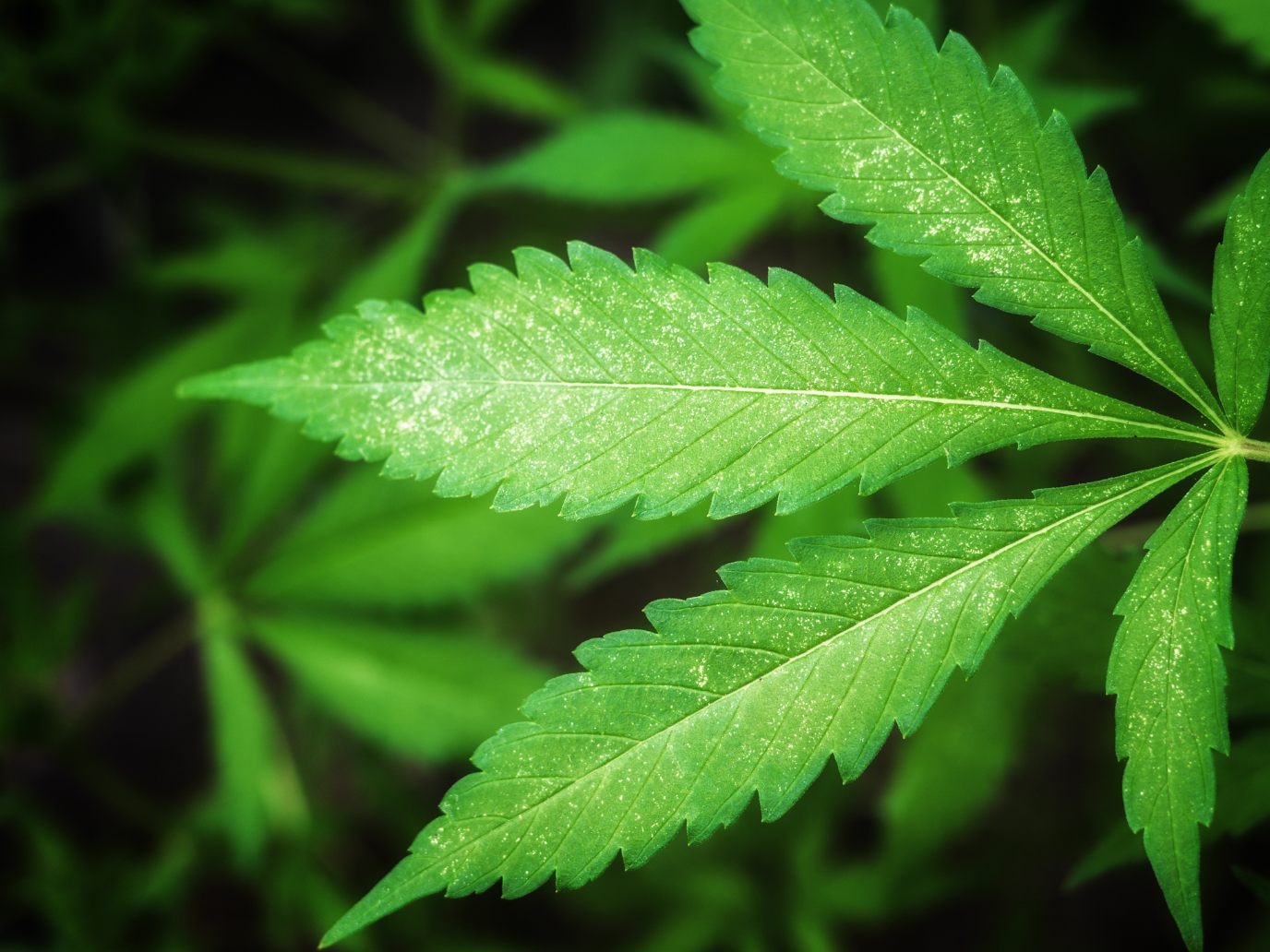 In Österreich werden pro Jahr rund zwei Tonnen Cannabis sichergestellt. In Österreich werden pro Jahr rund zwei Tonnen Cannabis sichergestellt.