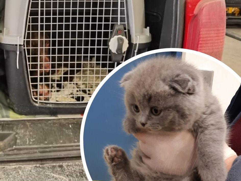 11 Hundewelpen und 13 Katzenbabys wurden bei Kontrollen Anfang März entdeckt. 11 Hundewelpen und 13 Katzenbabys wurden bei Kontrollen Anfang März entdeckt.