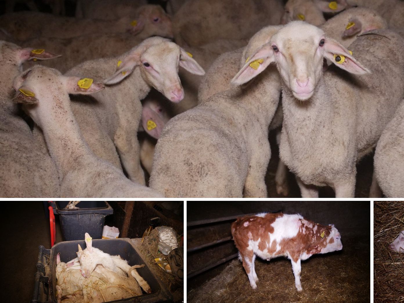 In dem Mastbetreib in NÖ leiden Rinder, Schafe und Ziegen unter der verwahrlosten Haltung. Viele Tiere sind krank oder gestorben.