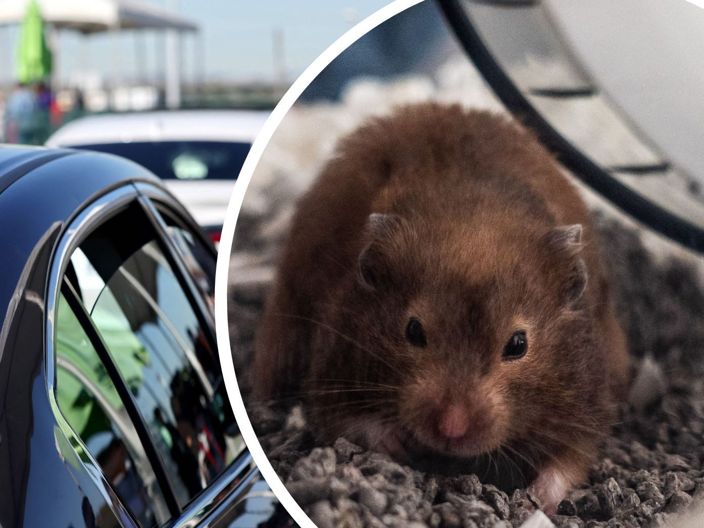 Diese skurrilen Dinge haben Kunden im Uber vergessen.