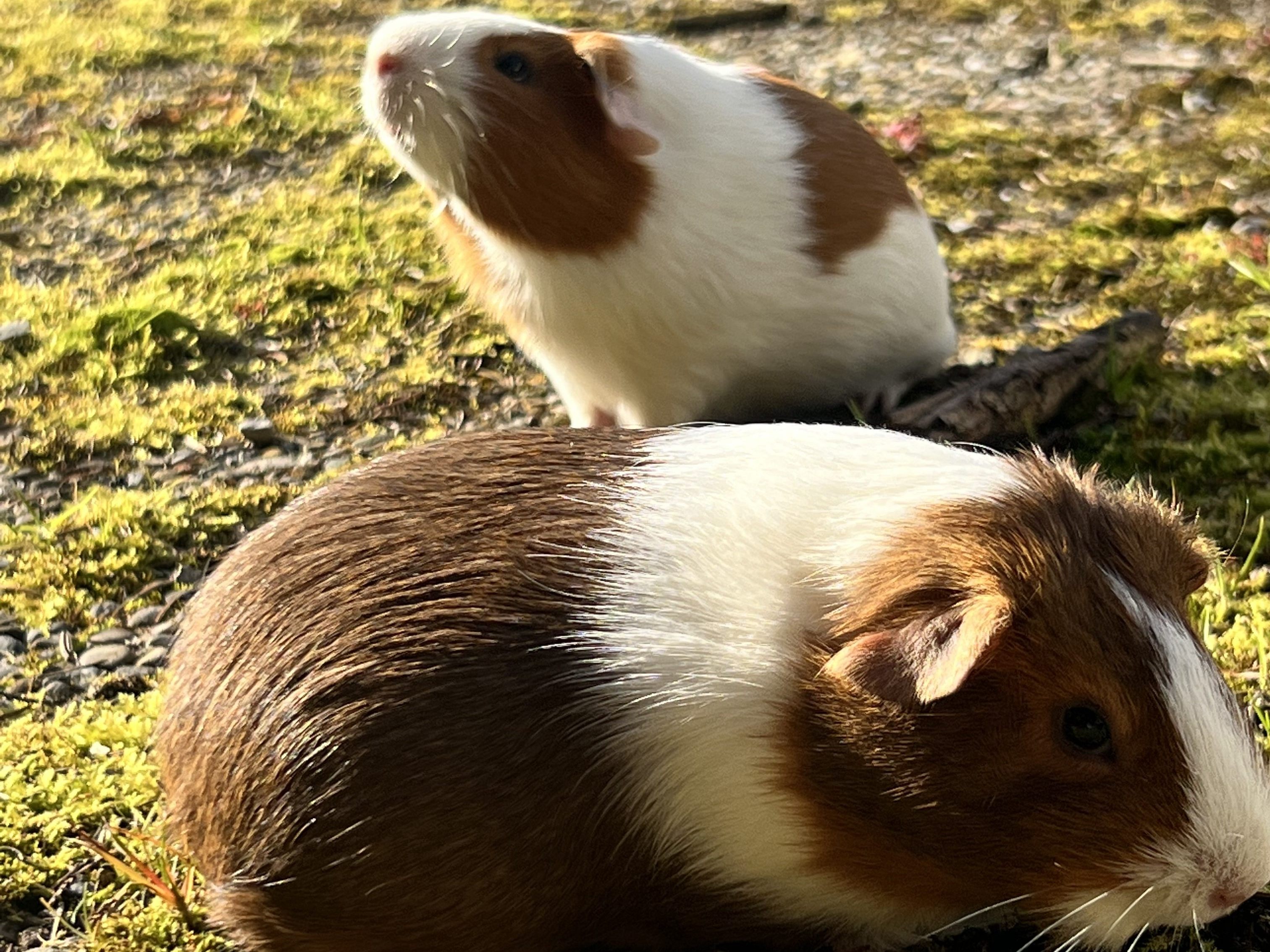 Ein Weibchen ein männlicher