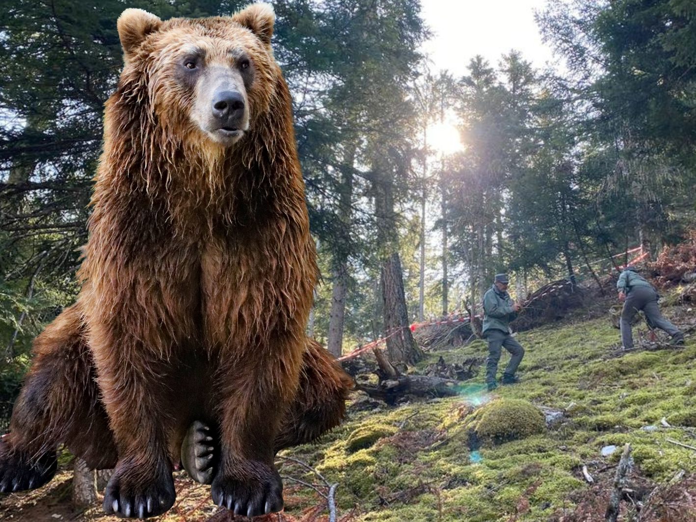 Chef der Grünen warnt vor "Racheaktion"gegen italienische Bärenbevölkerung.(Symbolbild)