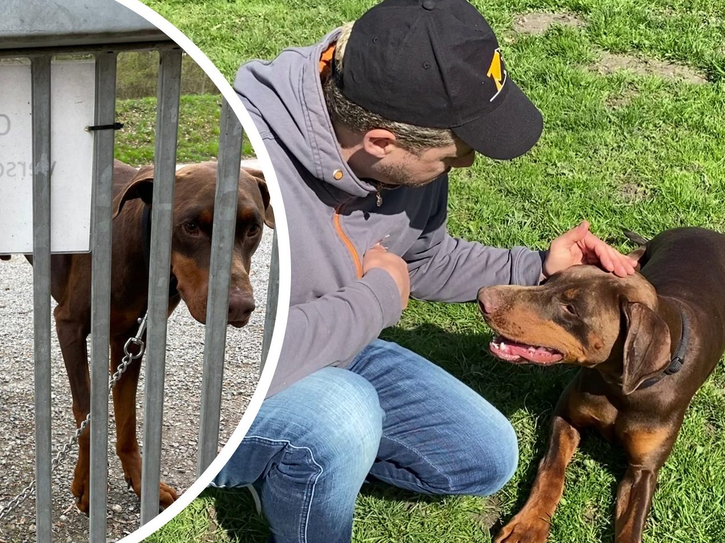 Ein Hund wurde direkt beim Tierschutzheim ausgesetzt. Ein Hund wurde direkt beim Tierschutzheim ausgesetzt.