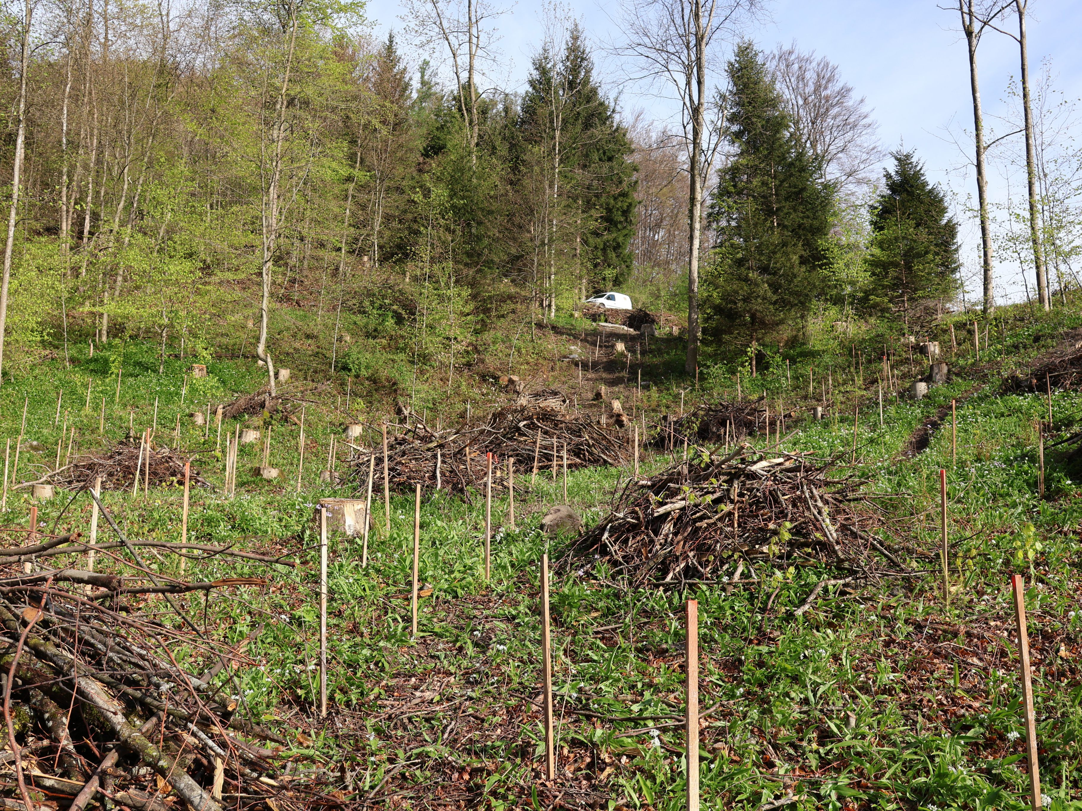 500 Jungpflanzen wurden vom Bauhof im Bereich