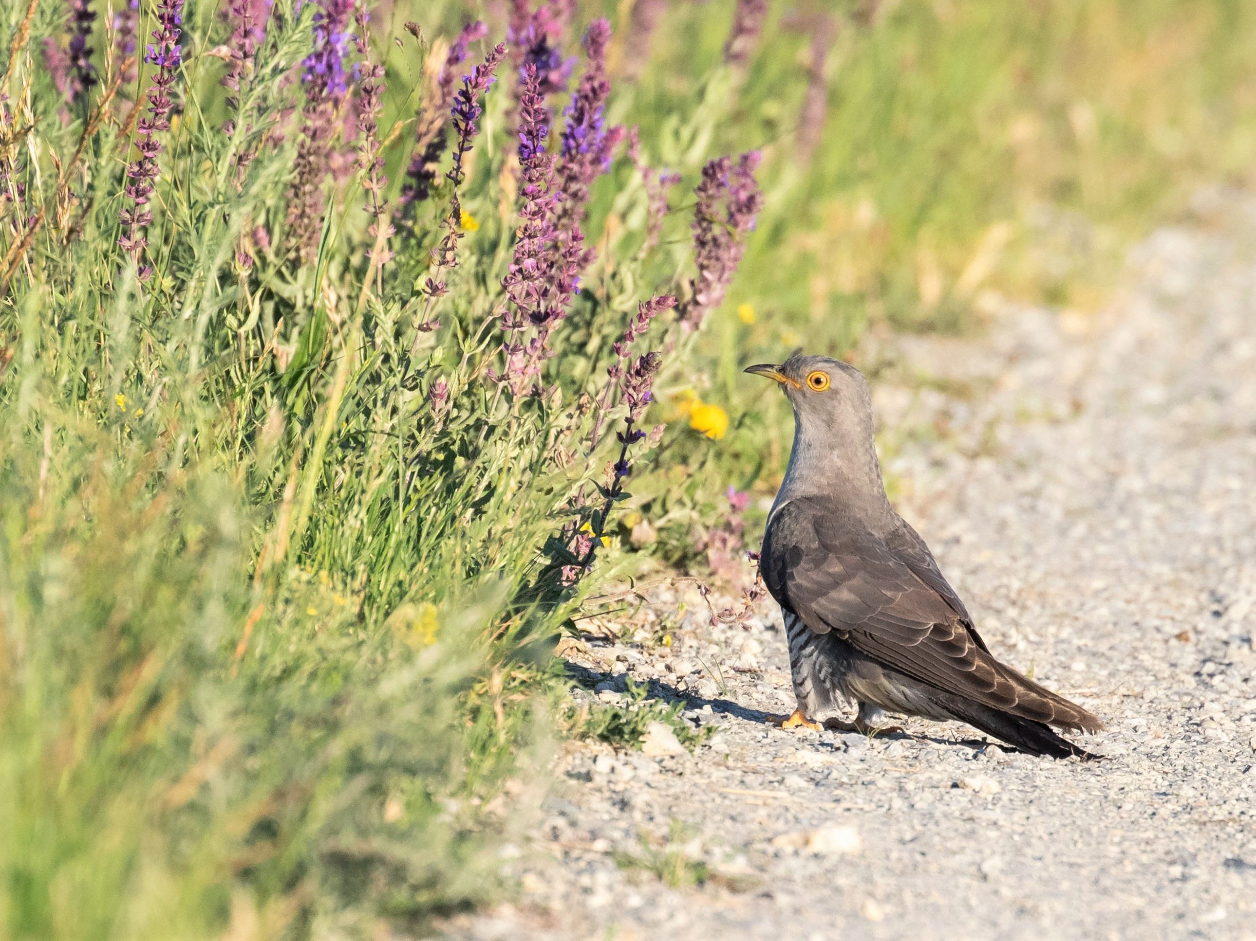 In Österreich wurden die ersten Kuckucke gesichtet.