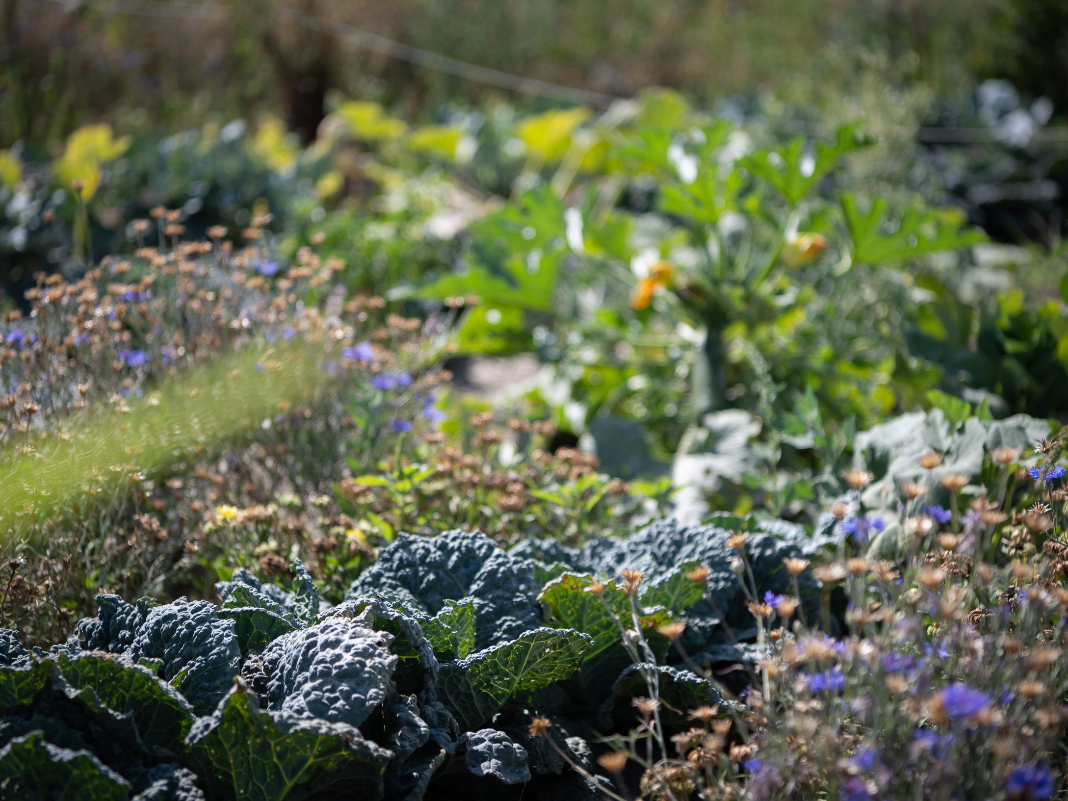 Künftig ist auf zwei Wiener Friedhöfen Urban Gardening möglich. Künftig ist auf zwei Wiener Friedhöfen Urban Gardening möglich.