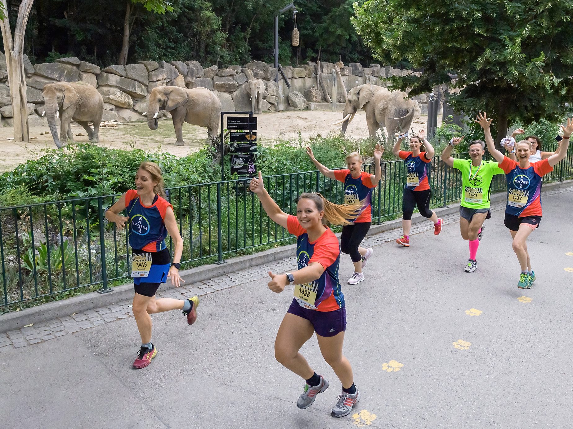 Der Zoolauf im Tiergarten Schönbrunn findet dieses Jahr zm 10. Mal statt.