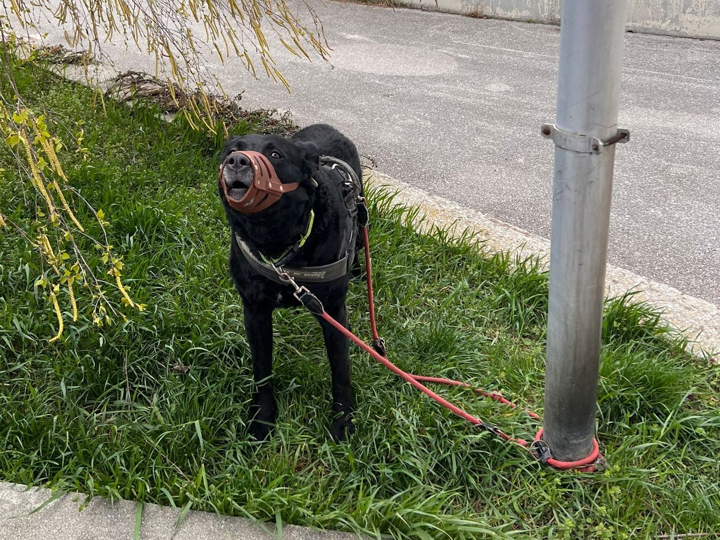 Ein Labrador-Mischling wurde vor dem Tierschutzhaus Vösendorf ausgesetzt. Ein Labrador-Mischling wurde vor dem Tierschutzhaus Vösendorf ausgesetzt.