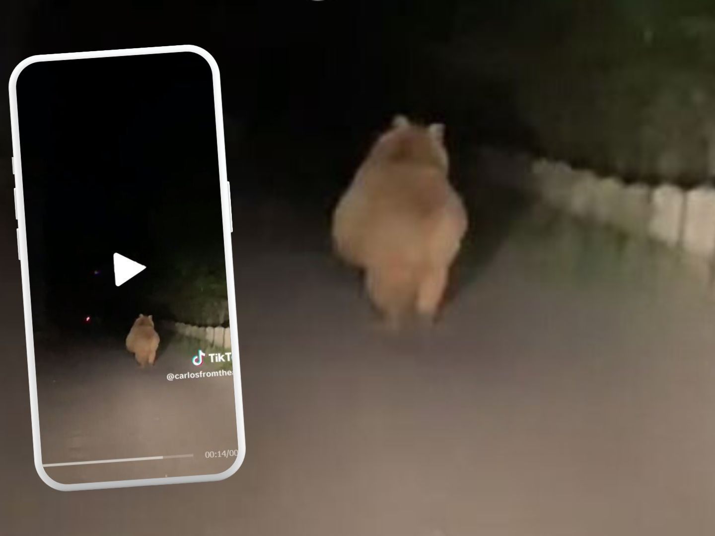 Ungewöhnliche Begegnung mit Bär. Ungewöhnliche Begegnung mit Bär.