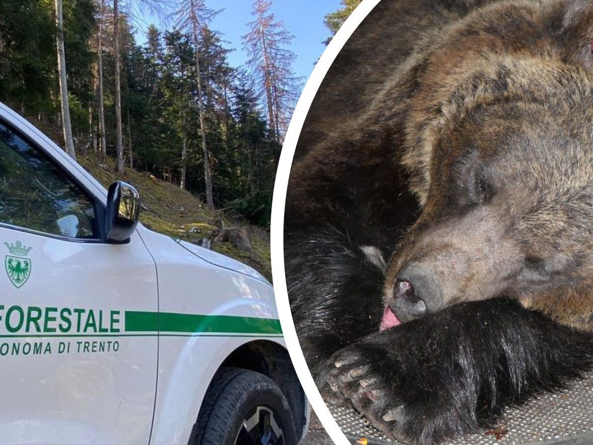 Regionalpräsident von Trentino-Südtirol Maurizio Fugatti.