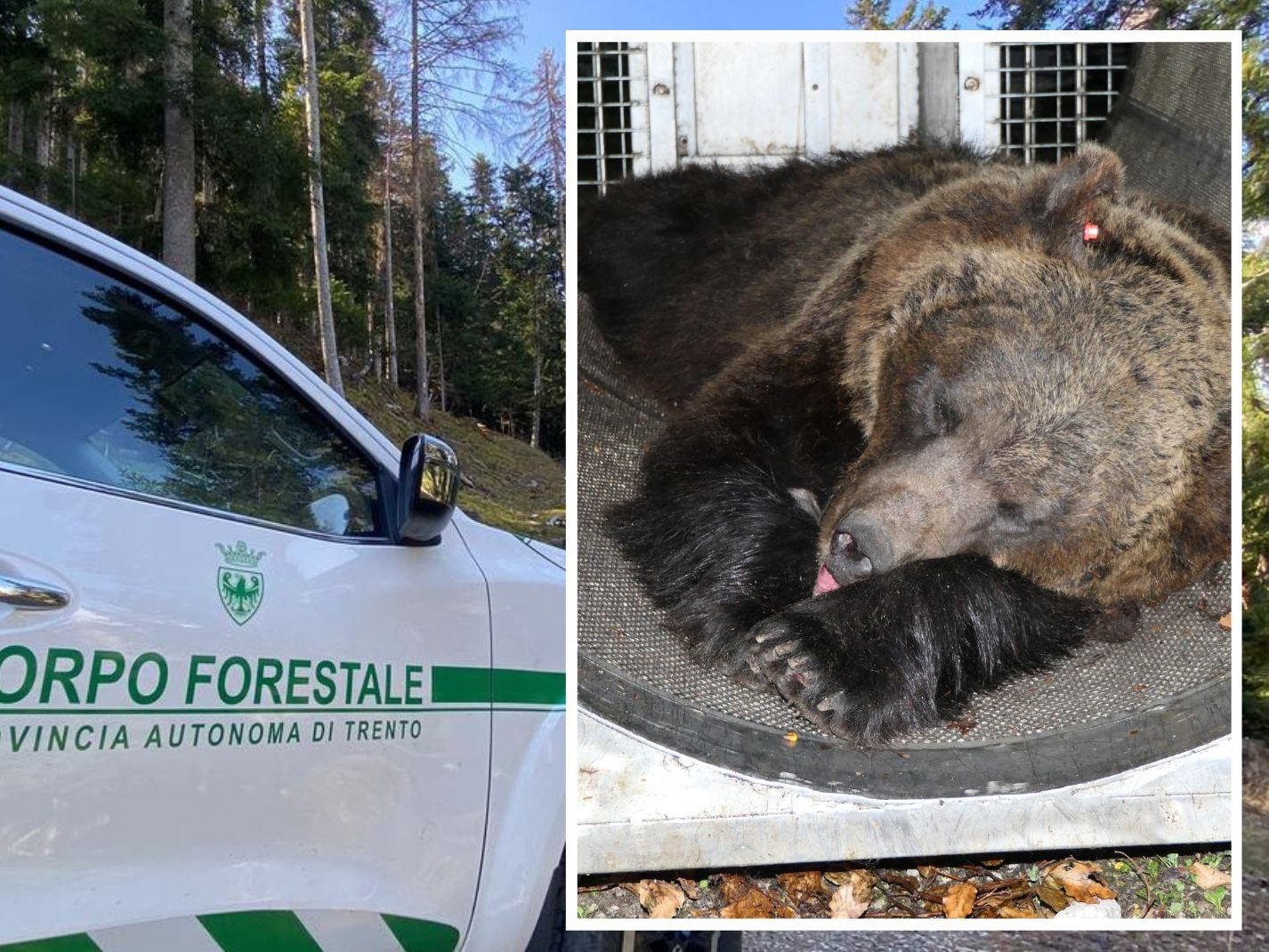 Die Bärin darf (vorerst) weiterleben.